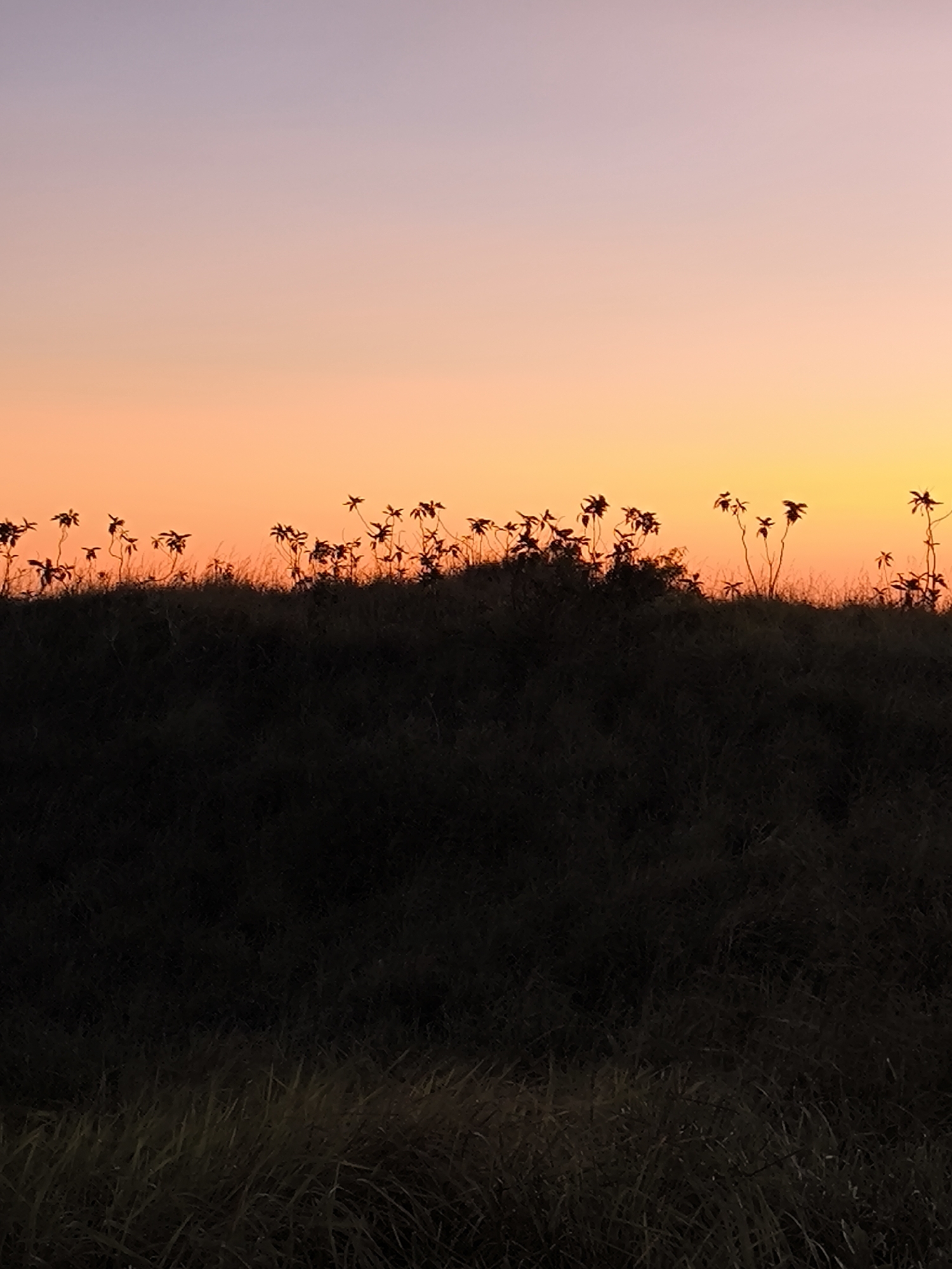 The image captures a tranquil landscape at dusk in Nusa Penida, Indonesia. A field of tall grass, its lower section fading into near-total darkness, occupies the lower half of the frame. Above, the silhouette of a dark, undulating horizon line is punctuated by the outlines of sparse, spindly plants. The sky transitions from a soft lavender at the top to shades of orange and yellow nearer the horizon, creating a muted, gradient effect that suggests the time of day. There are no people, animals, or structures visible in the shot, indicating a natural, undisturbed setting.