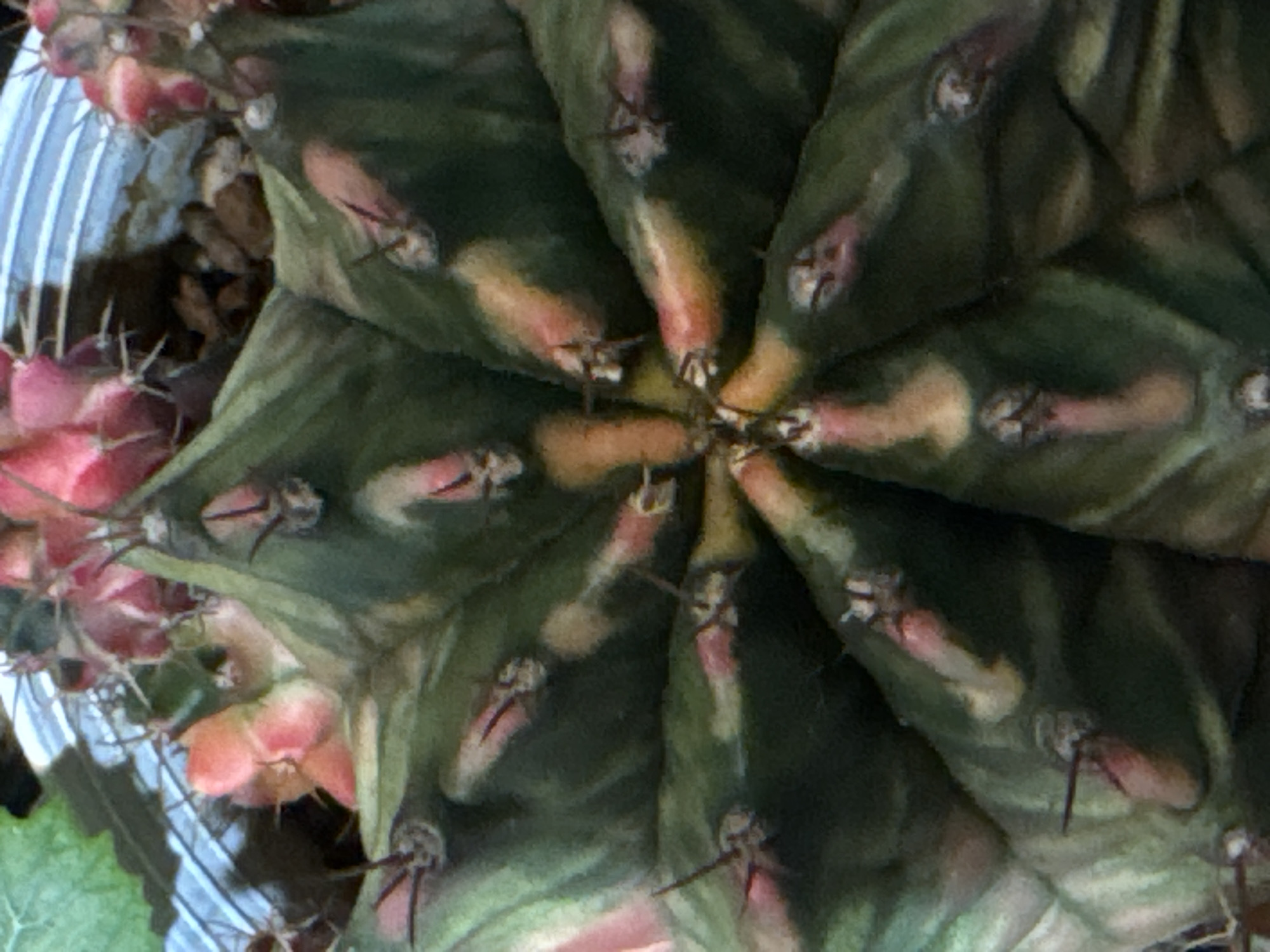 A close-up, overhead shot captures the intricate details of a variegated cactus. The cactus exhibits a radial symmetry with prominent ribs, each section displaying a mix of deep green, pale green, yellow, and pink hues. Small, sharp spines are visible along the edges of the ribs, emerging from areoles. The center of the cactus, where new growth is occurring, is densely packed with tightly clustered pinkish-red buds or young flowers. The soil surrounding the base of the cactus is dark and appears to be a mix of small pebbles and organic matter. The background is blurred, but suggests a shallow, clear plastic container or pot. The image is well-lit, highlighting the textures and colors of the plant. There is no indication of the location being in the city of ตำบลเกาะพะงัน, Thailand.