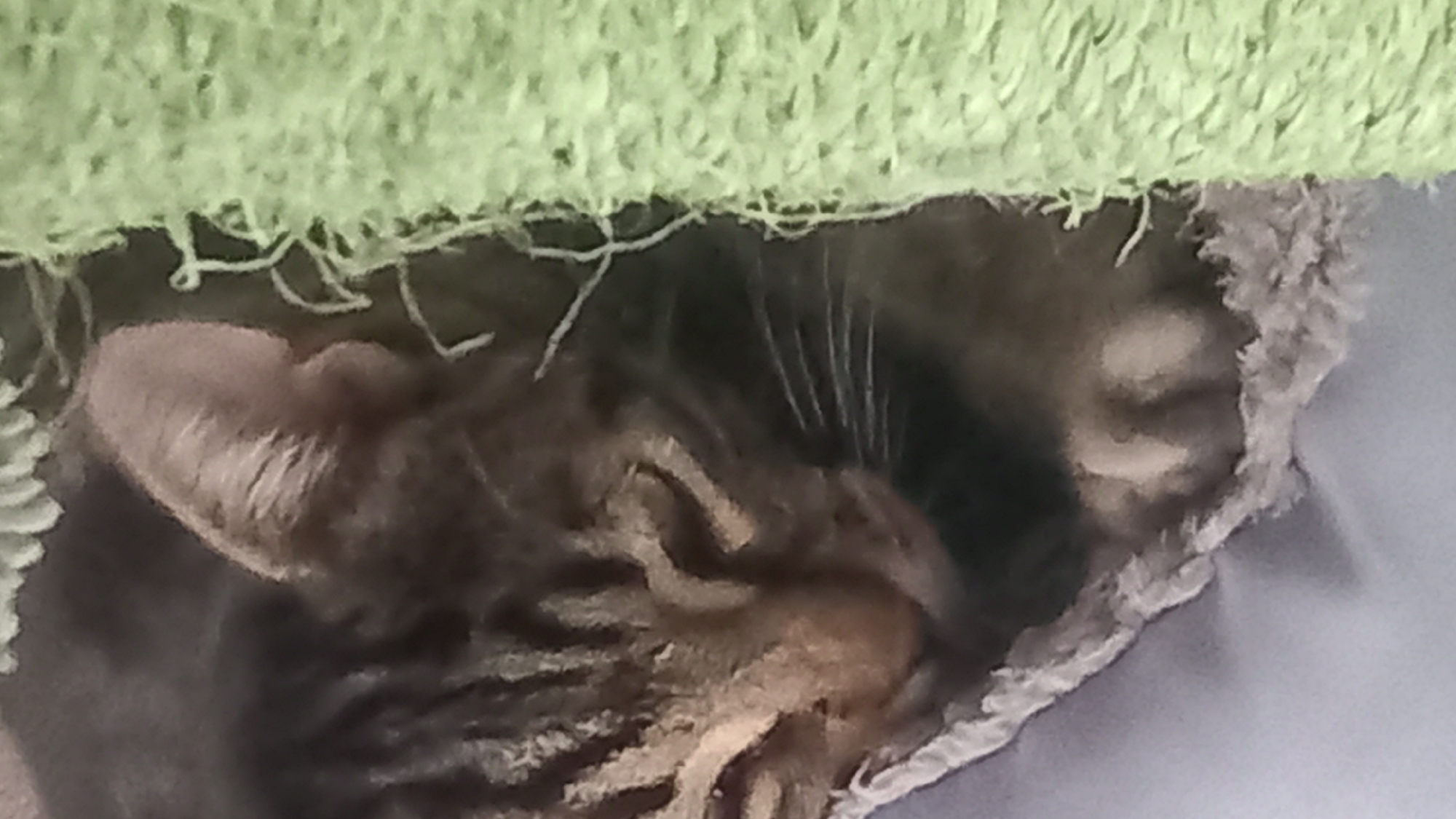 A close-up, low-angle shot shows the head of a tabby cat sleeping in a bed made of plush grey and white fabric. The cat's head is angled to the left, and its eyes are closed. Its ears are pointed upwards. To the right of the cat, a bright green, fuzzy blanket or toy is visible, with loose strands of yarn. The background is out of focus, but appears to be a light purple surface. The image quality is slightly blurry. The location is identified as Άγιος Νεκτάριος, Greece.