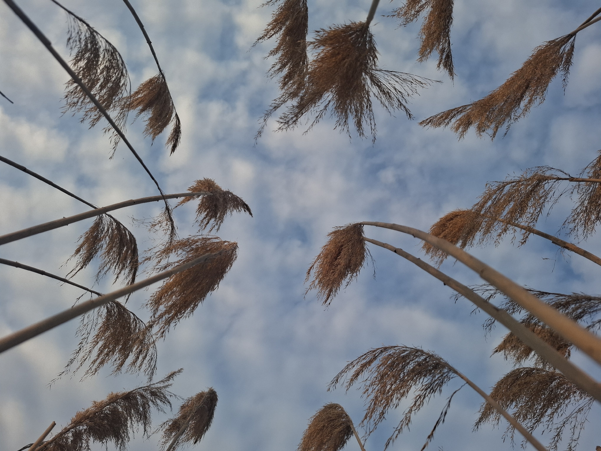 A low-angle shot looks up into a sky lightly clouded with blue visible between the clouds. In the foreground, multiple stalks of tall, dry grass or reeds extend into the sky, their seed heads or plumes forming a natural frame around the open space of the sky. The location of Дерезовка, Russia, is not evident in the image. The image focuses on the visual texture and composition of the reeds against the backdrop of the sky.