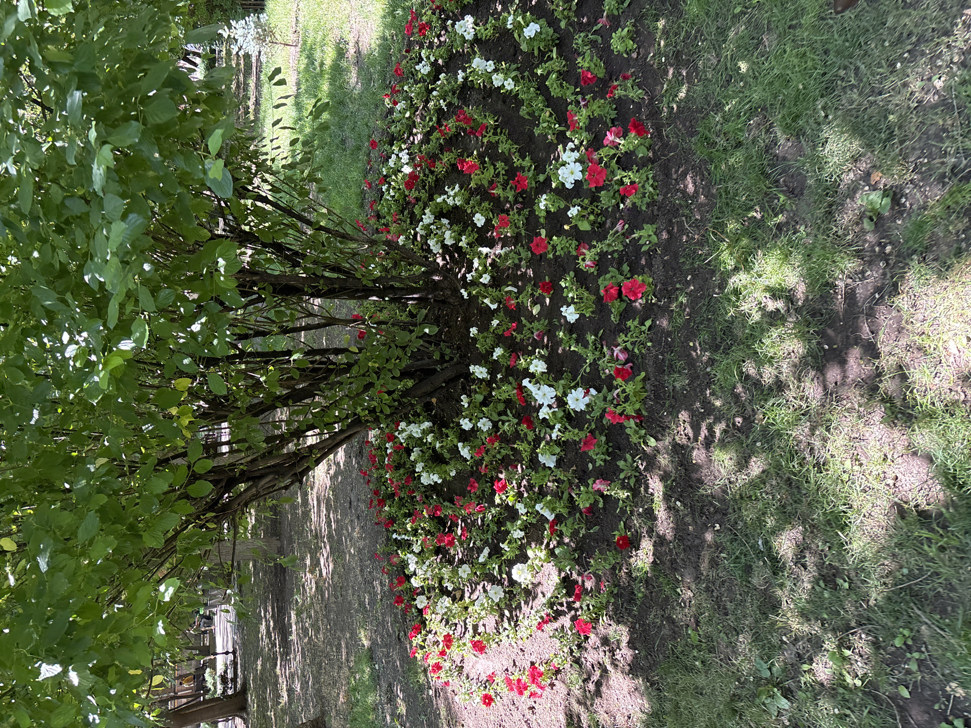 The image depicts a circular flower bed planted with red and white petunias surrounding the base of a leafy tree in a park. The ground is covered with dark soil and interspersed with patches of green grass. Sunlight filters through the tree's branches, casting dappled shadows on the ground. In the background, other trees and park benches are visible, suggesting a public outdoor space. The presence of a small evergreen tree in the background hints at a well-maintained landscape. The scene is devoid of any discernible human activity or specific landmarks that would definitively place it in Yerevan, Armenia, though it represents a typical urban park environment.
