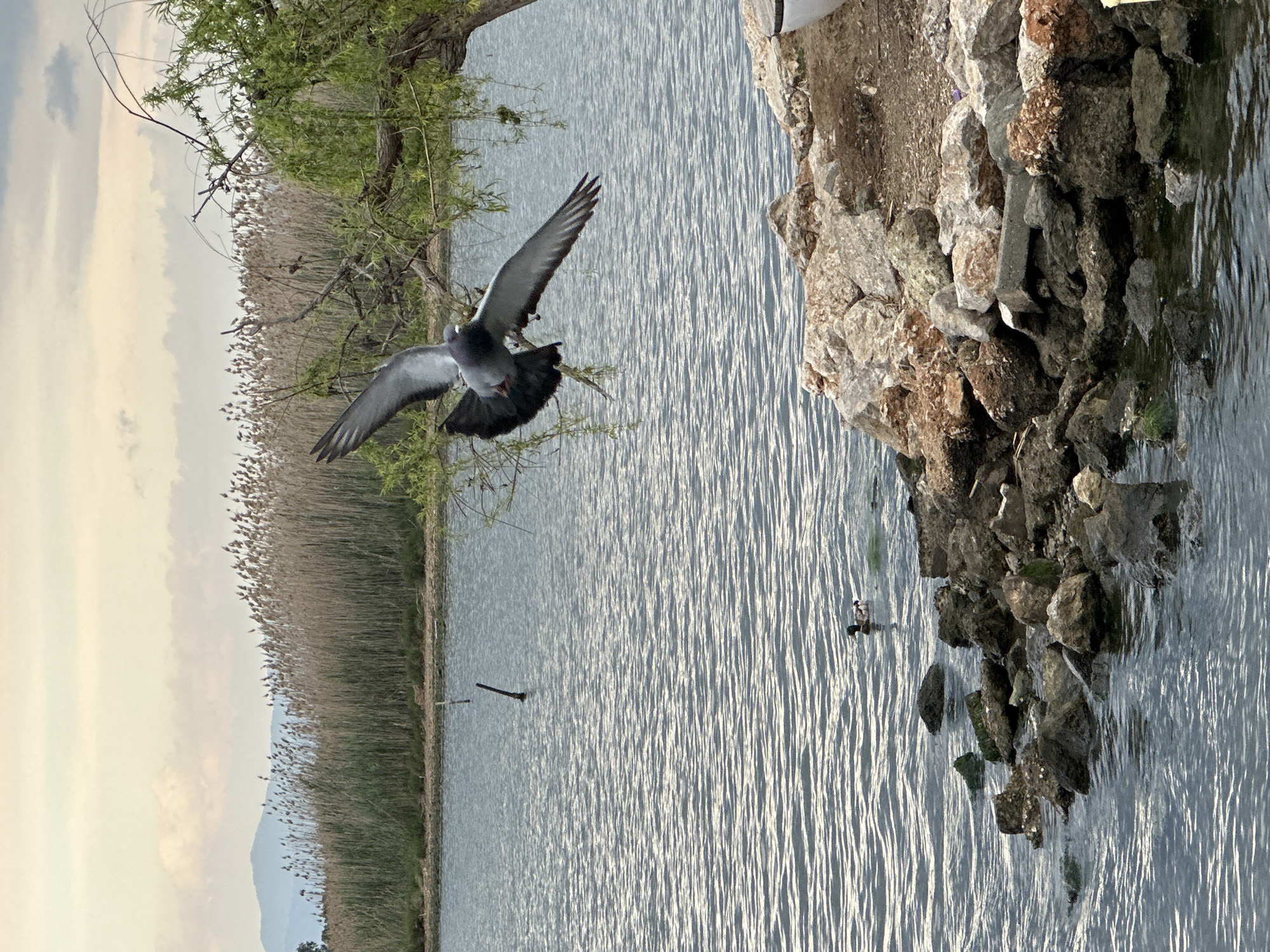 Captured in Fethiye, Turkey, the image portrays a tranquil lakeside scene. A gray pigeon with wings outstretched is mid-flight towards a rocky outcrop extending into the water. Reeds line the shore on the left, with branches from an overhanging tree reaching over the water. The water surface reflects light, creating bright streaks. A duck can be seen near the rocky outcrop. In the distance, a low mountain is visible under a light sky.