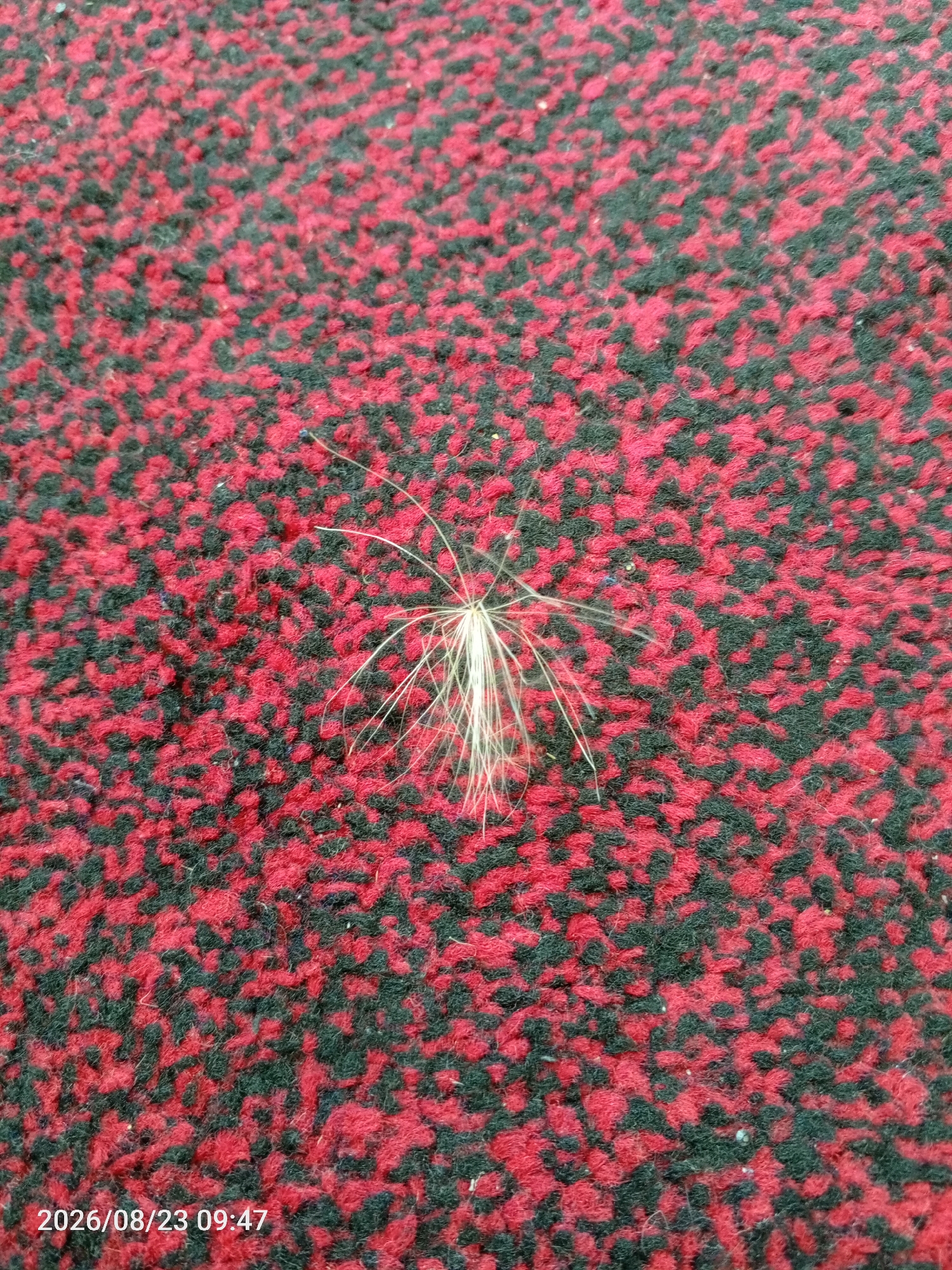 A dandelion seed head rests on a red and black patterned carpet. The seed head is light-colored and feathery, with numerous thin strands radiating outwards. The carpet has a textured appearance due to the interwoven red and black fibers. The image is a close-up shot, with the timestamp "2026/08/23 09:47" visible in the bottom left corner. The scene is static and indoor.