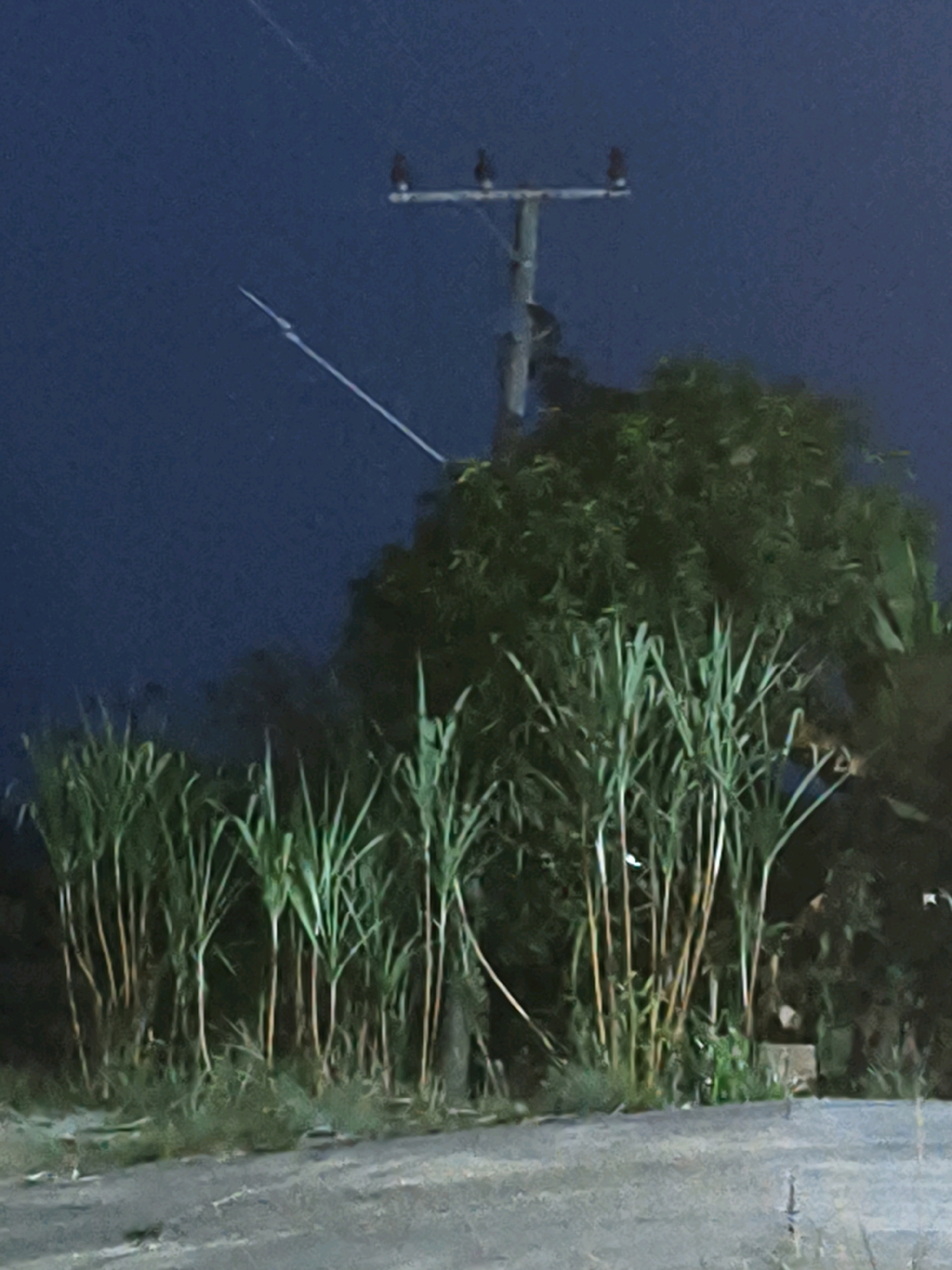 A dark, slightly blurry, nighttime photograph captures a rural scene with a utility pole in the background and tall, reedy plants in the foreground. The sky is a deep, uniform blue, suggesting twilight or night. A thin, white, linear object, possibly a contrail from an aircraft or a power line, extends diagonally from the upper left towards the utility pole. The utility pole is made of concrete and has two insulators at the top, each with what appears to be a dark object, likely a bird. Behind the reedy plants, a dense mass of dark green foliage, likely a tree, is visible. The ground in the foreground is a rough, greyish-brown surface, possibly a road or path, with patches of dry grass and weeds. The overall impression is a quiet, outdoor setting in a likely undeveloped area.
