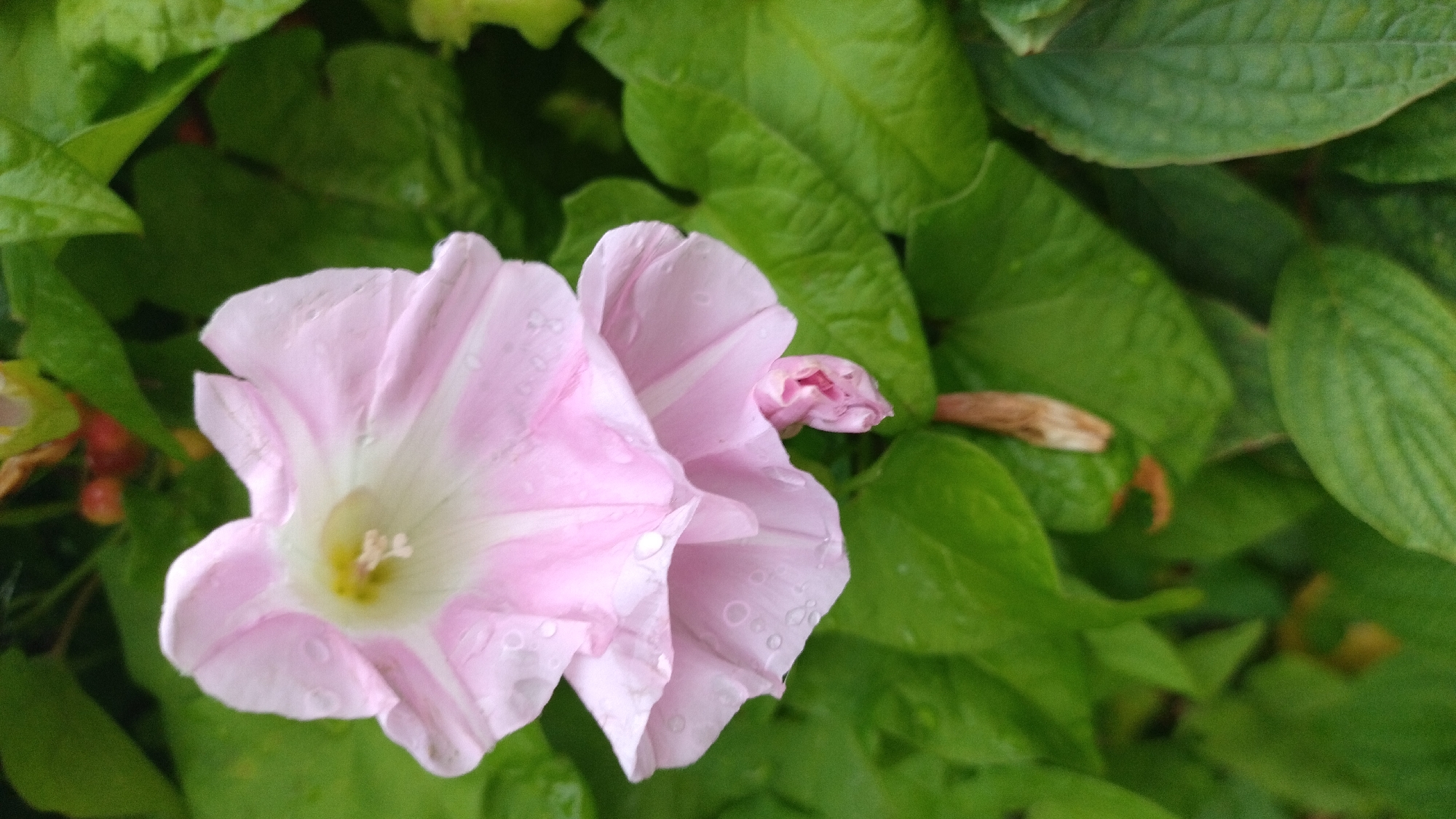 The image shows a close-up view of two pink morning glory flowers, with one fully bloomed and the other a developing bud. The petals are delicate and slightly translucent, with visible water droplets clinging to their surface, suggesting recent rain. The flowers are surrounded by lush green foliage, also glistening with water. In the background, hints of red berries and brown dried plant matter are visible. The focus is on the natural beauty of the flowers and their immediate environment, with the background out of focus. The image does not provide any specific landmarks or context that would indicate its location within Jelgava, Latvia, or any city. It is a purely botanical scene.