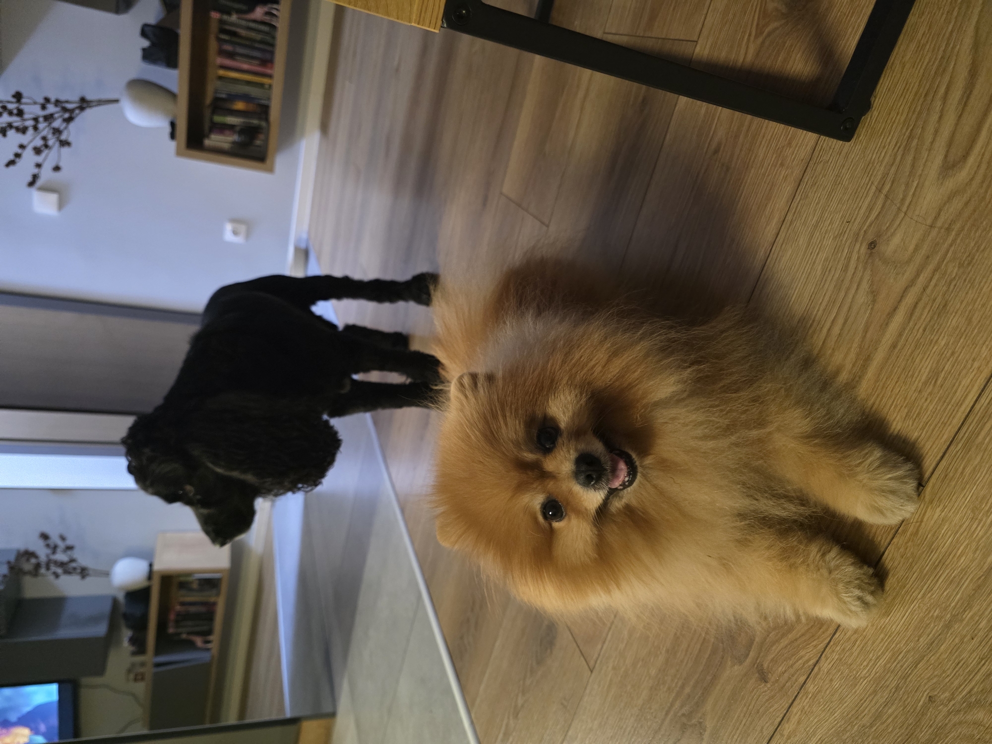 A medium-angle shot of two dogs indoors on a wooden floor. The foreground dog is a golden-brown Pomeranian, lying down and facing the camera. Its tongue is slightly visible. Behind it, a black dog, possibly a Cocker Spaniel, stands partially obscured. In the background, there is a wooden shelf filled with items, a white lamp, and the leg of a table. The location is likely a residential interior in Sofia, Bulgaria.
