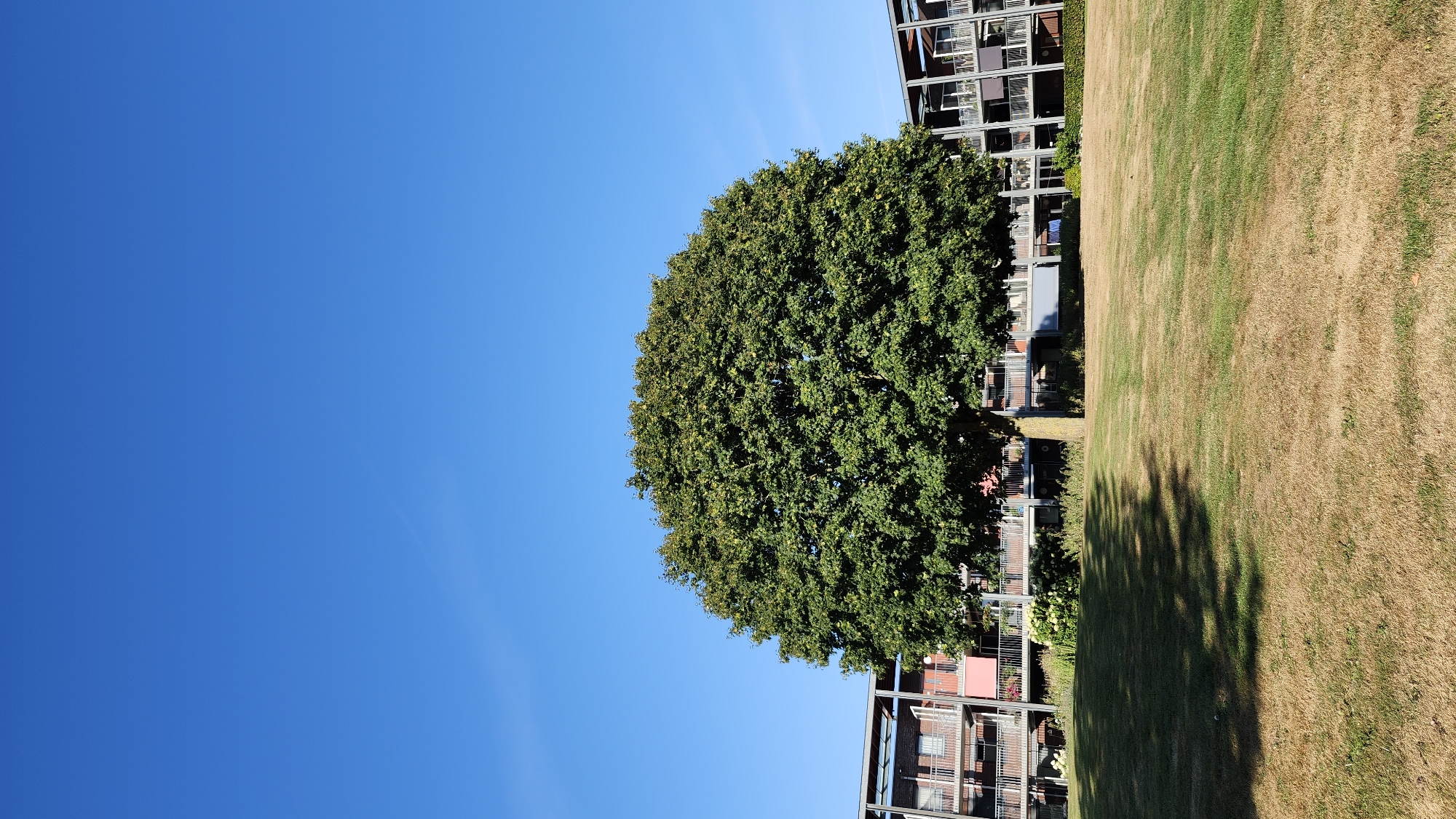 In Nieuw-Buinen, Netherlands, a mature deciduous tree with a full, rounded canopy of green leaves stands prominently in a grassy area. The tree is positioned centrally in the frame, casting a distinct shadow on the dry, sun-bleached grass. Behind the tree, two modern, multi-story buildings with balconies and a pink facade are visible, suggesting an urban or suburban setting. The sky above is a clear, vibrant blue, indicating a sunny day.