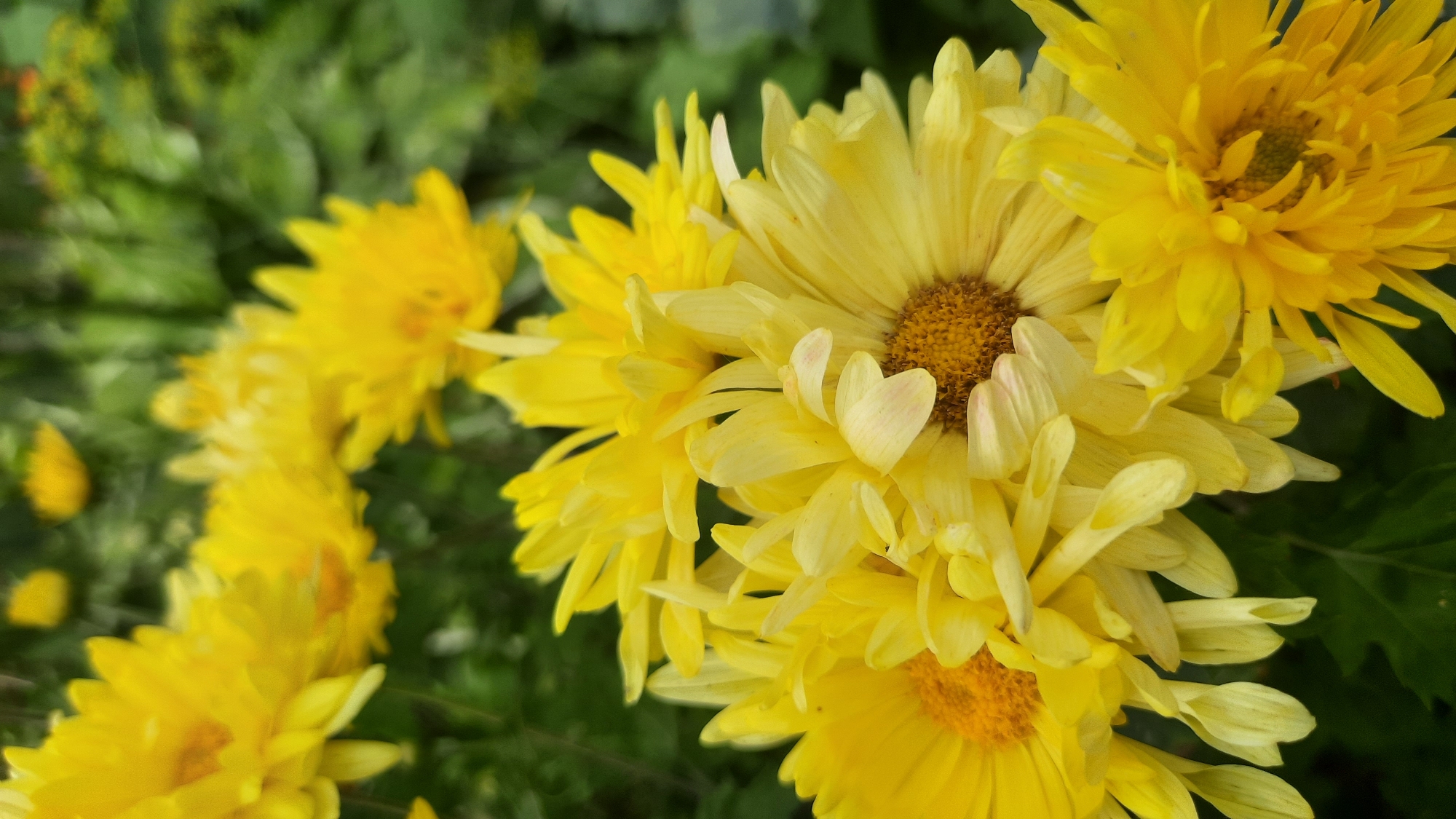 The image shows a close-up of several yellow chrysanthemums in bloom. The flowers are the primary subjects, with their petals a vibrant yellow, some lighter and some darker shades visible. The center of each flower features a cluster of small, darker yellow florets. The background is composed of blurred green foliage, suggesting the flowers are in a garden or natural setting. The image is an outdoor shot, likely taken during the daytime. There are no people or man-made objects visible in the frame. The specific location in the city of Шклоў, Belarus cannot be determined from the visual information provided in the image.