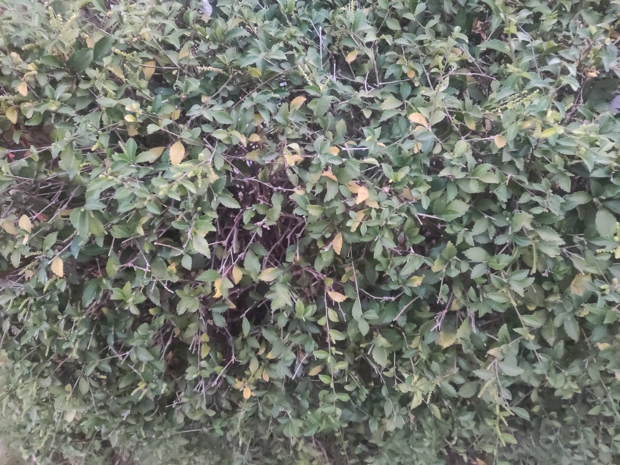 The image shows a dense hedge of green and yellow leaves, with thin brown branches visible throughout. The hedge appears to be outdoors, with no specific man-made structures or people visible. The lighting suggests it might be daytime, but the overall image is somewhat overcast or in shadow. The scene is characteristic of a garden or natural area within a residential or public space in Trihanggo, Indonesia, where such vegetation is common for landscaping and creating privacy.