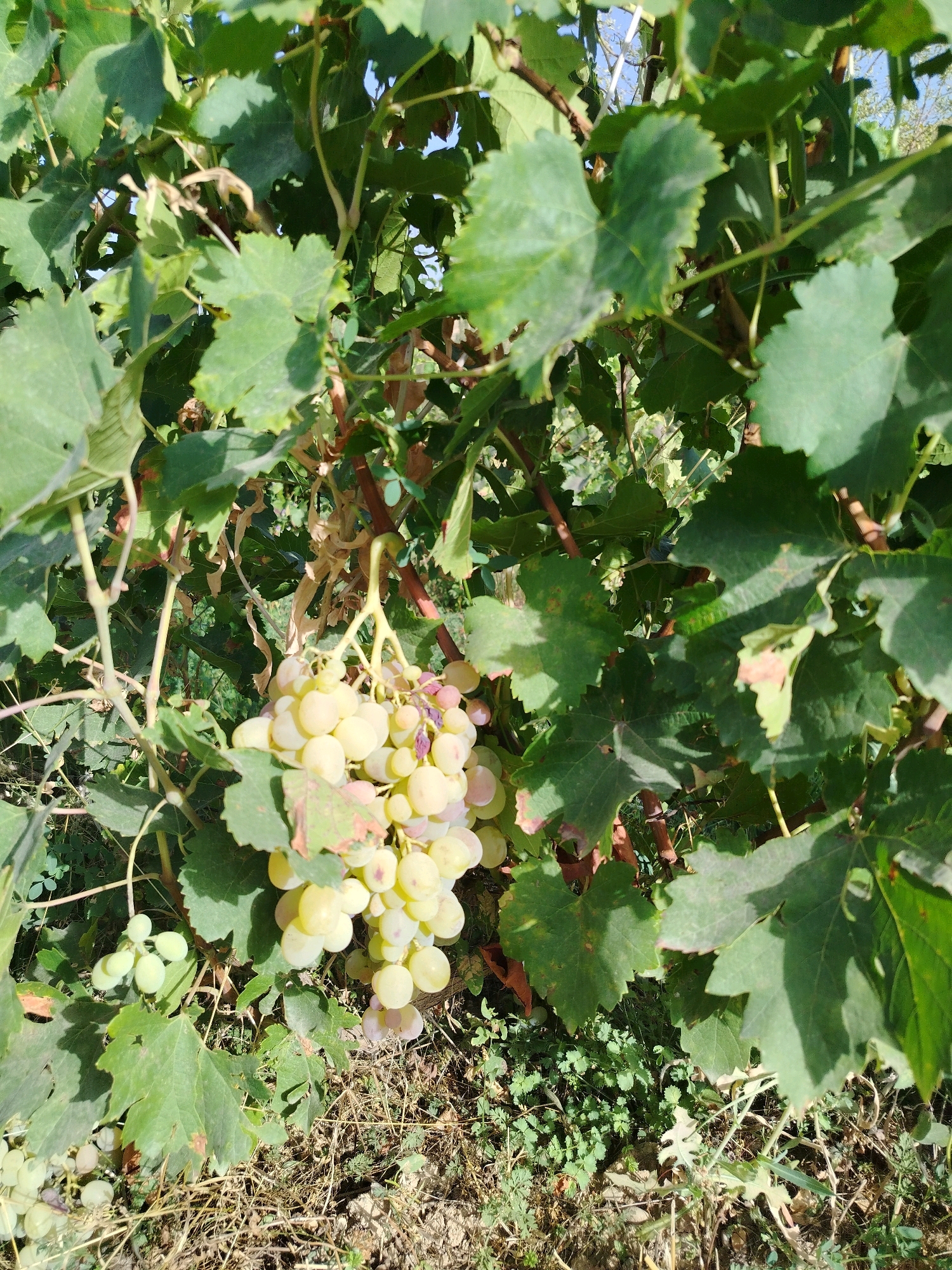 In Navobad, Tajikistan, a close-up shot reveals a cluster of ripe, light-colored grapes hanging from a vine amidst lush green foliage. The grapes, ranging from pale yellow to a delicate pink hue, are plump and tightly clustered. Sunlight filters through the leaves, casting dappled shadows on the fruit and surrounding vegetation. The ground below is covered with dry grass and small, scattered weeds. The image captures a moment of natural abundance in a rural setting.