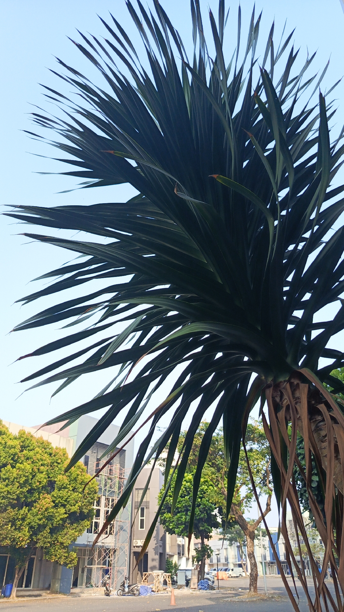 In the city of Tangerang, Indonesia, a close-up, low-angle shot captures a large plant with dark green, spiky leaves extending upwards against a clear blue sky. The plant's trunk shows fibrous, brown material, and some dried, brown leaves are visible. Below the plant, in the background, are various buildings, some appearing to be under construction with scaffolding. Green trees are also present, with one on the left and another in the middle ground. The street in front of the buildings has parked motorcycles, construction materials like wooden planks and blue tarps, and an orange traffic cone. Several vehicles, including cars and vans, are visible on the street.