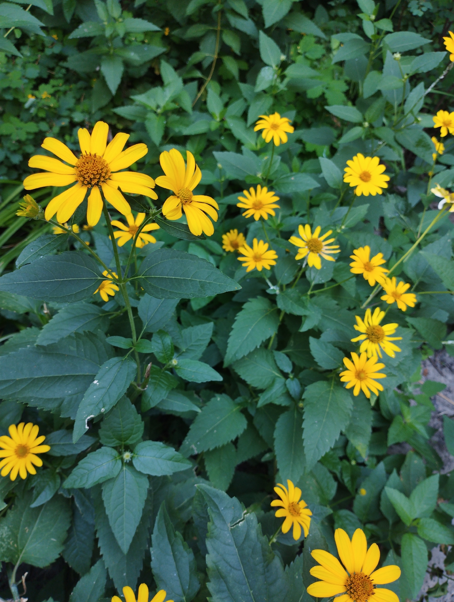 A high-angle, full-shot photograph captures a cluster of bright yellow flowers, possibly daisies or sunflowers, with serrated green leaves, against a dark green foliage background. The flowers, with their distinct brown centers and yellow petals, are scattered throughout the frame, with some in sharp focus and others slightly blurred. The image is taken outdoors, possibly in a garden or park, in what appears to be a natural setting. There are no people or animals visible in the scene. The lighting suggests it might be daytime, with the sun filtering through the leaves, creating areas of light and shadow. The overall impression is one of natural beauty and organic growth.