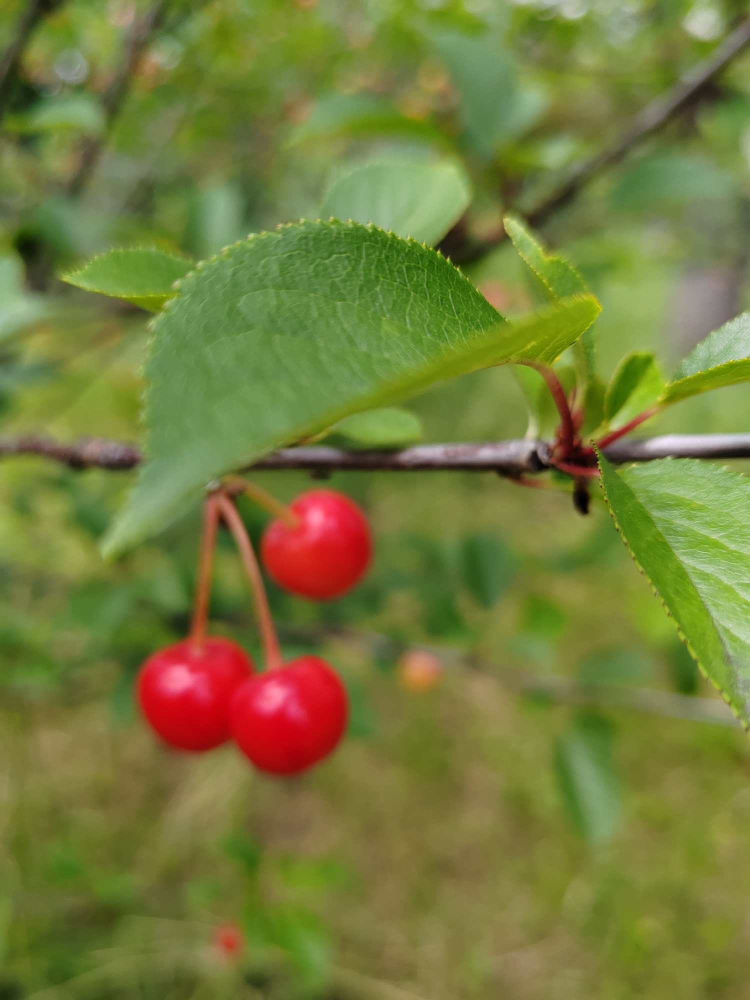 A close-up shot focuses on a branch of a tree with three bright red cherries dangling from thin stems. One cherry is positioned slightly higher and to the right, while the other two are clustered together below and to the left. A large, textured green leaf with serrated edges hangs prominently above the cherries. The background is a soft blur of green foliage and a hint of a brown branch, suggesting an outdoor, natural setting. The scene appears to be located in the vicinity of Воўчынскі сельскі Савет, Belarus.