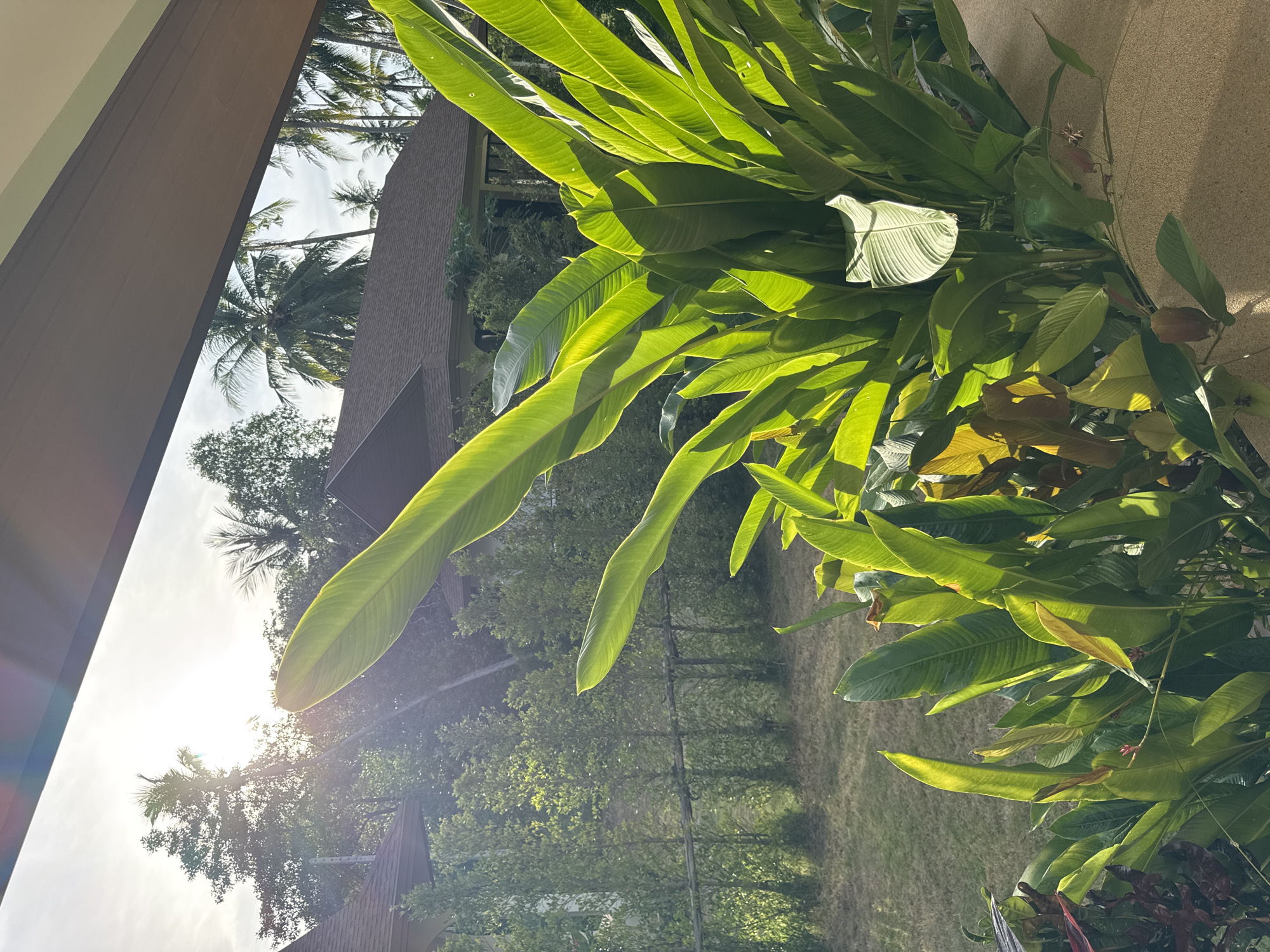 A lush, green tropical plant with large, broad leaves is in the foreground, illuminated by the bright, hazy sun. The plant appears to be on a balcony or patio, as a light brown, textured surface is visible at the bottom right. In the mid-ground, there are several residential buildings with dark brown roofs, nestled amongst dense green foliage and palm trees. A row of neatly trimmed, tall green bushes forms a boundary behind the buildings. The background shows more trees and a sky with bright sunlight creating lens flare effects. The scene evokes a tropical resort or residential area in Koh Phangan, Thailand, likely during daylight hours with the sun positioned high in the sky. There are no people visible in the image.