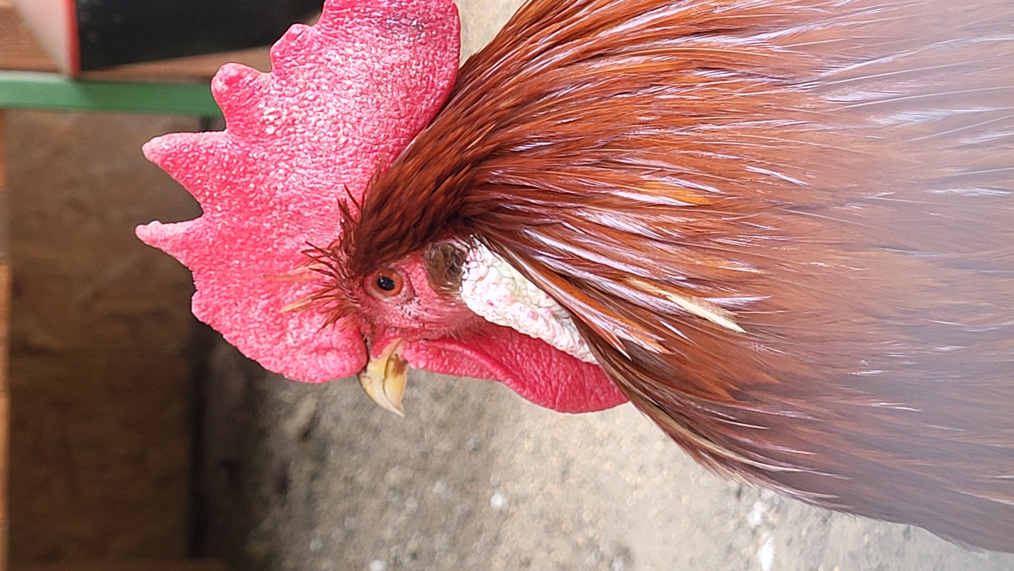 A close-up, head-and-shoulders shot of a rooster taken outdoors in Prešov, Slovakia, shows the bird in profile, facing left. The rooster has a bright red comb atop its head and a bright red wattle hanging from its chin. Its feathers are a mix of deep reddish-brown and lighter golden-brown hues. The background is slightly blurred, suggesting a shallow depth of field, and appears to be an outdoor enclosure with some wooden structures and possibly dirt or gravel on the ground. The lighting suggests it is daytime. No people or specific landmarks of Prešov are visible.
