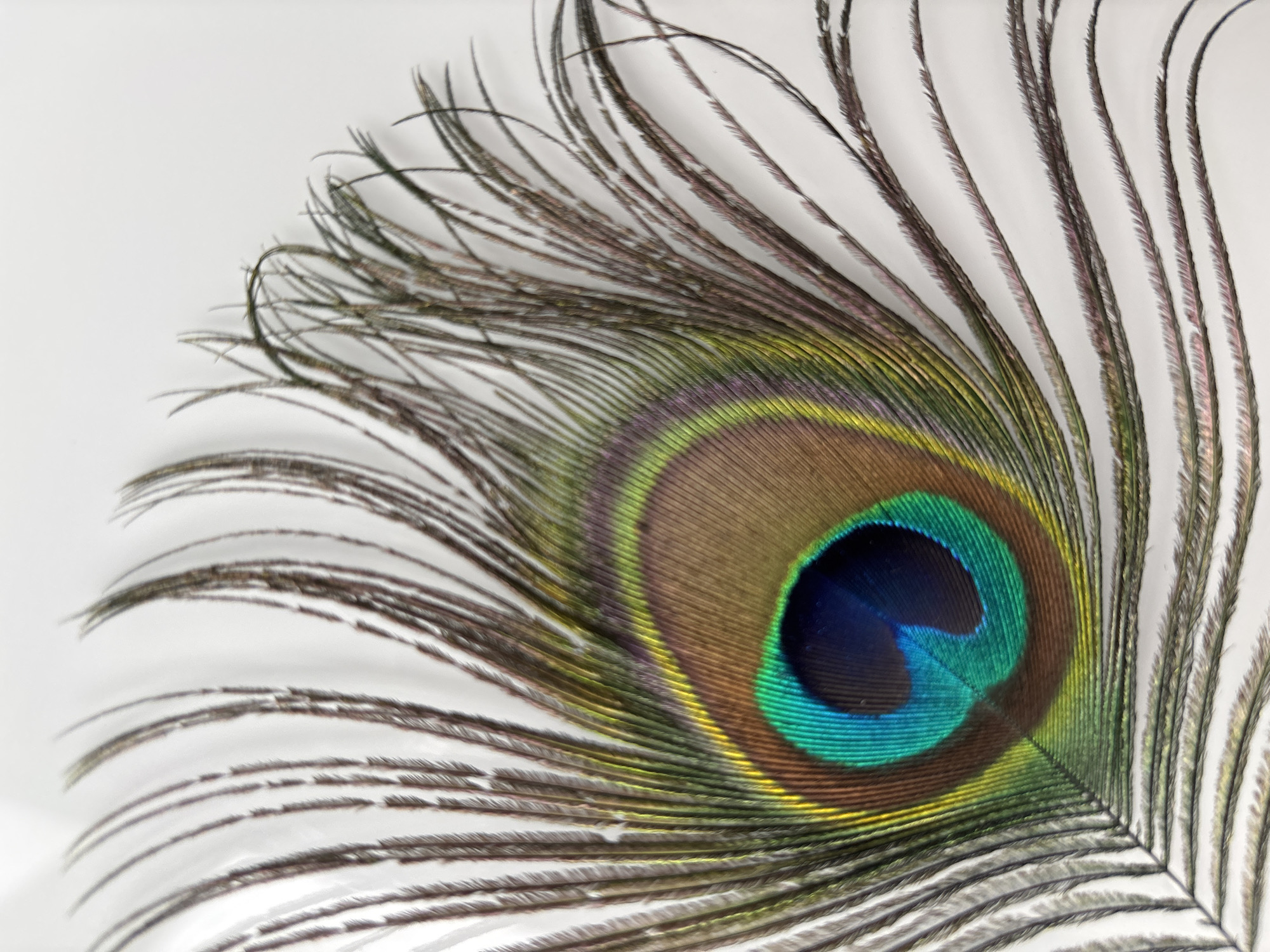 The image displays a close-up of a peacock feather against a plain white background. The feather is positioned in the lower left quadrant of the frame, with its eye-shaped pattern prominently featured. The pattern consists of concentric rings of color, starting with a dark blue center, surrounded by iridescent green, then a band of yellow-green, and finally a brown outer ring. The barbules of the feather fan out from the central shaft, creating a feathery texture. The colors are vibrant and detailed, highlighting the natural beauty of the feather. There is no discernible connection to the city of Razdolnoye, Russia, as the image is a still life composition and lacks any contextual elements that would suggest a specific geographical location.