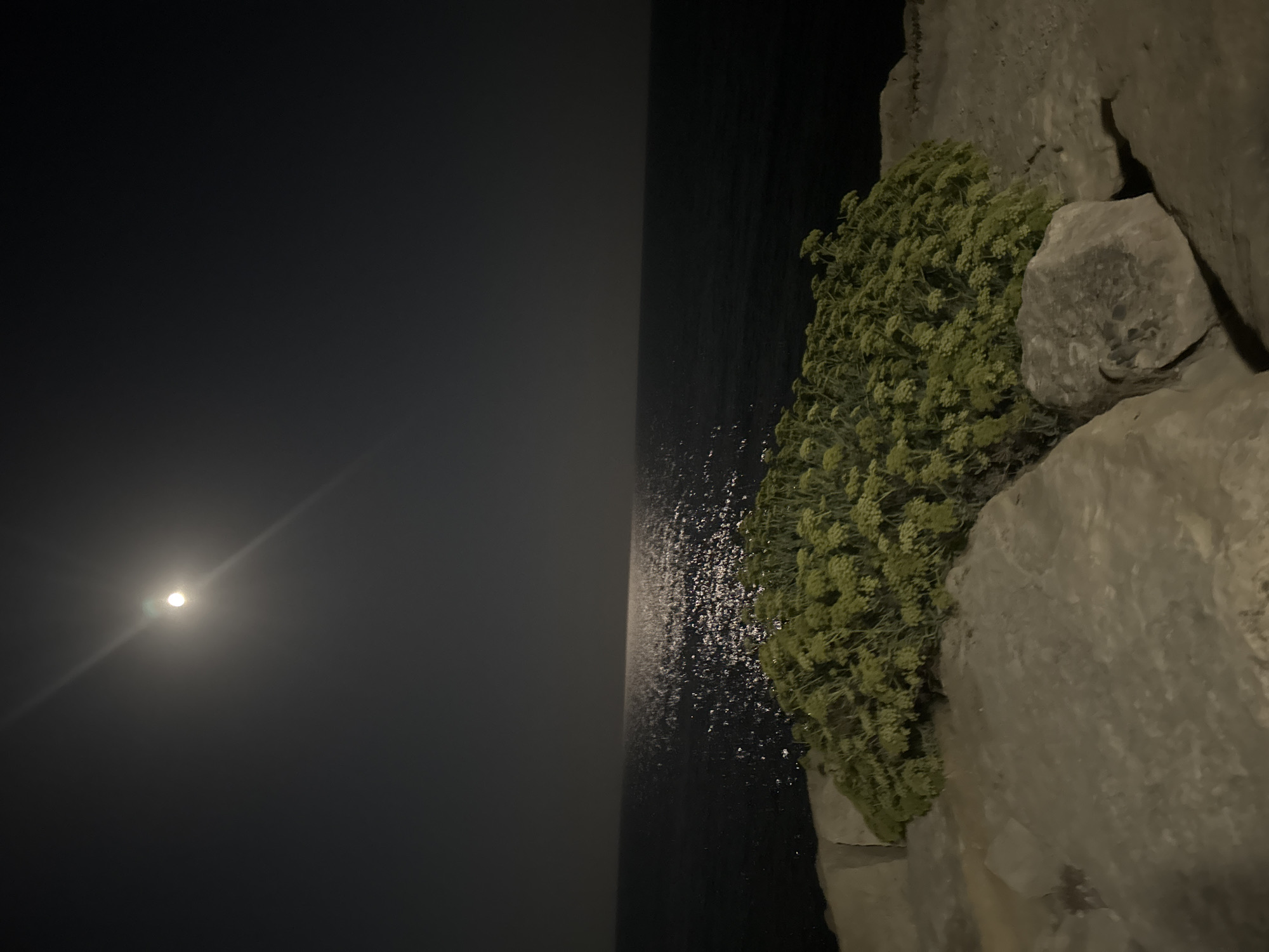 The image depicts a serene nighttime scene on a rocky coastline, possibly near Agios Tychona Community, Cyprus. A bright moon, partially obscured by a faint halo, hangs in the dark sky, casting a shimmering reflection across the calm sea. In the foreground, a cluster of green, leafy vegetation grows among large, grey rocks. The overall impression is one of tranquility and natural beauty under the moon's gentle glow.