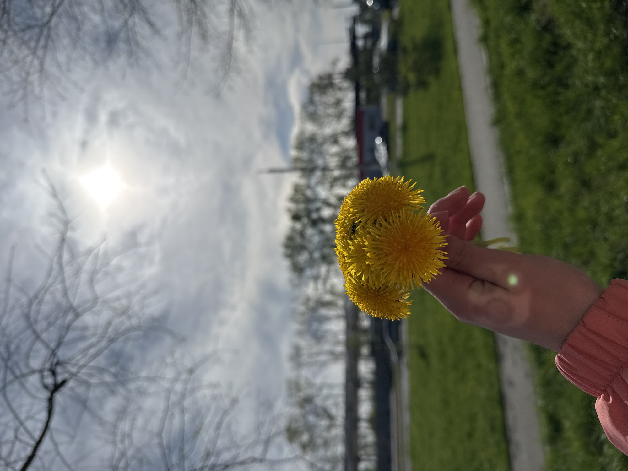 The image shows a hand holding a bouquet of dandelions against an outdoor background. The hand appears to belong to a person wearing a peach-colored sleeve. The background includes a grassy area, trees, a road, and possibly vehicles in the distance. The sky is overcast with the sun shining through. Given the request to include the location in the city of Chaikovsky, Russia, the scene appears to be in a park or green space within the city. Without further information, such as specific landmarks or street signs, a more precise location within Chaikovsky is impossible to determine. The action is simply holding the dandelions, implying a connection to nature.