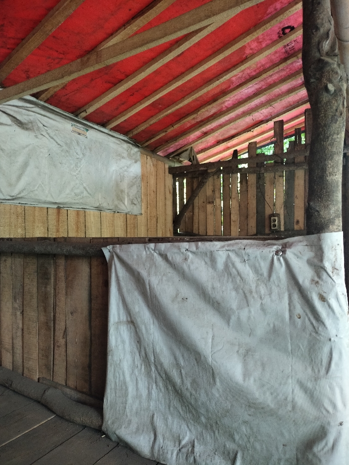 The image shows the interior of a rustic shelter or building, likely located in Jasinga, Indonesia. The ceiling features exposed wooden beams supporting a vibrant red tarp or fabric covering. The walls are constructed from various wooden planks, some arranged vertically and others horizontally.
Two large, light-grey tarpaulins are prominent within the scene. One is positioned high on the left wall, horizontally, and has a small, rectangular label or logo on it, which is not clearly legible. The second, larger tarpaulin covers a significant portion of the lower wall, extending from the mid-ground towards the right.
In the background, there is a section of wall made from irregularly spaced wooden slats, acting as a window or ventilation opening, through which green foliage from outside is visible. A dark-colored electrical outlet is mounted on one of these wooden planks. A thick, natural tree trunk serves as a structural support or pillar on the far right side of the image. The floor appears to be made of wooden planks.
The lighting suggests it is daytime, with light filtering into the structure. No people are visible, and there is no discernible activity taking place. The overall impression is one of a simple, functional structure built with readily available materials.