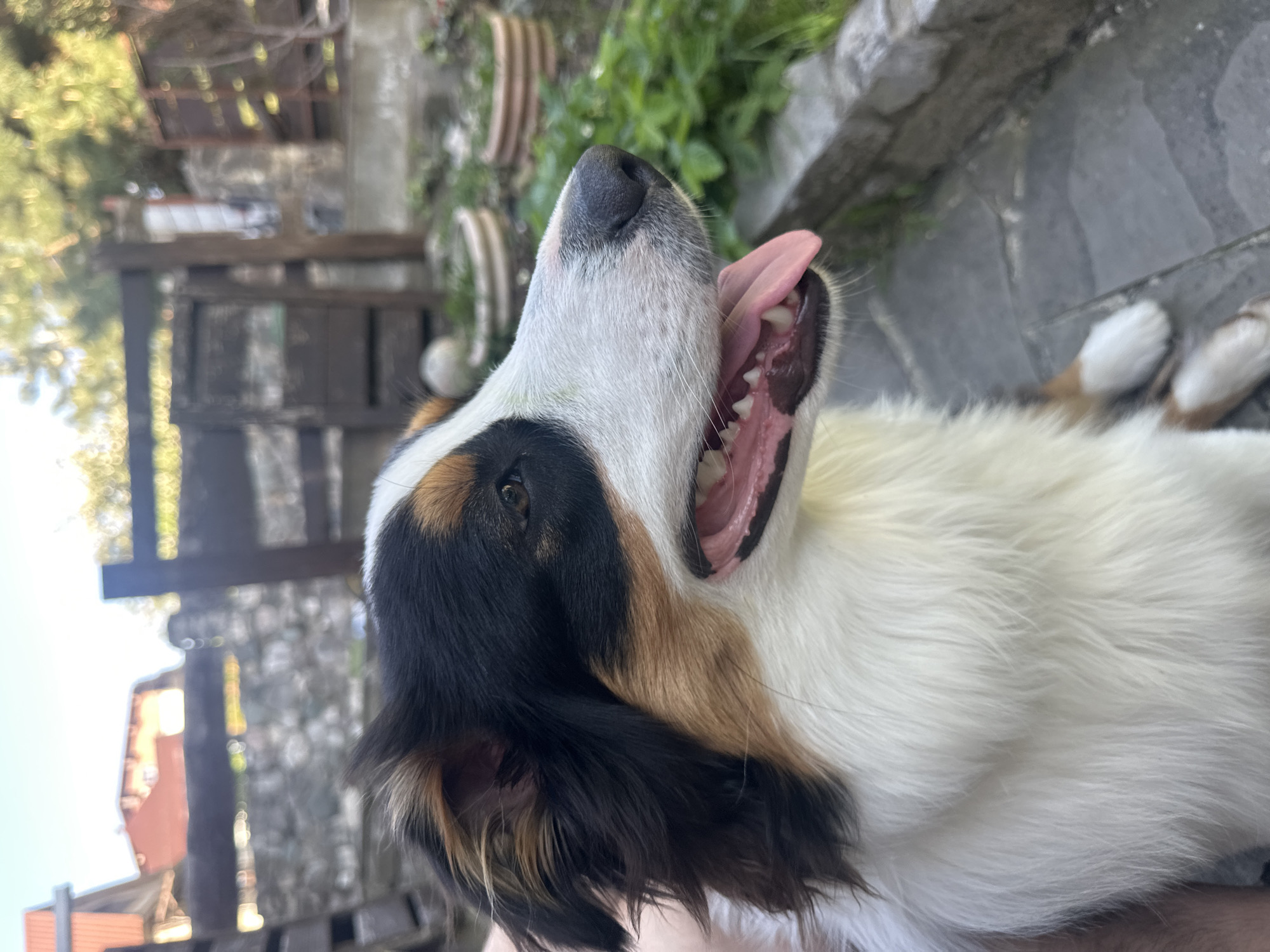 A close-up, medium-shot photograph depicts a Bernese Mountain Dog, viewed from a low angle, with its head tilted back and mouth open, tongue extended. The dog's fur is a mix of white, black, and brown, with a black patch around its eye. The dog is outside, possibly in Krasnaya Polyana, Russia, judging from the type of flora present in the background. The background features stone paving and various plants and wooden structures. The lighting is natural, suggesting an outdoor environment.