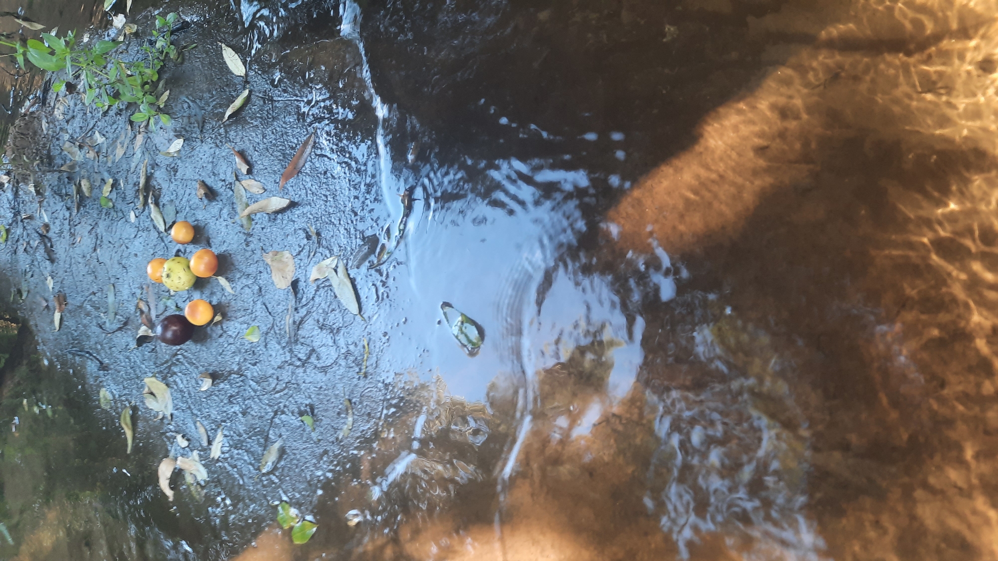 The image displays a shallow stream with a rocky bottom. Several small fruits, including two oranges and a light yellow fruit, are scattered on the wet surface. Fallen leaves are also present in the water. A dark, plum-like fruit is positioned among the other fruits. The stream is surrounded by greenery and the water reflects the surrounding environment, creating patterns of light and shadow on the stream bed. The location is specified as Шклоў, Belarus.