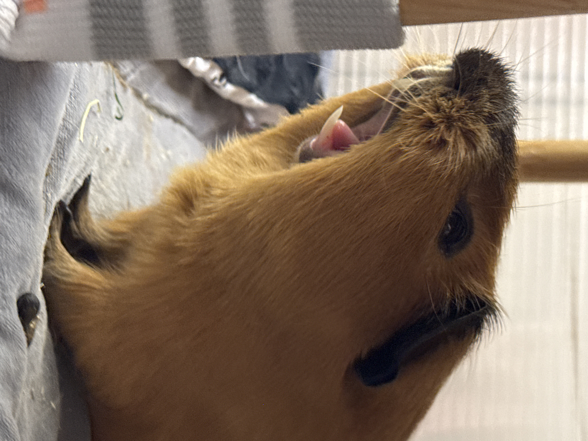 A guinea pig is captured in a close-up shot, its mouth wide open as if yawning or vocalizing. The guinea pig is predominantly a reddish-brown color with darker fur around its nose and ears. Its whiskers are long and white, fanning out from its snout. The background is softly blurred, with horizontal lines suggesting blinds or a similar textured surface. The guinea pig is positioned on a grey, textured surface, possibly a blanket or bedding. A hint of a striped object, possibly a piece of fabric, is visible on the left side of the frame. The lighting is soft and diffused, creating a gentle ambiance.
