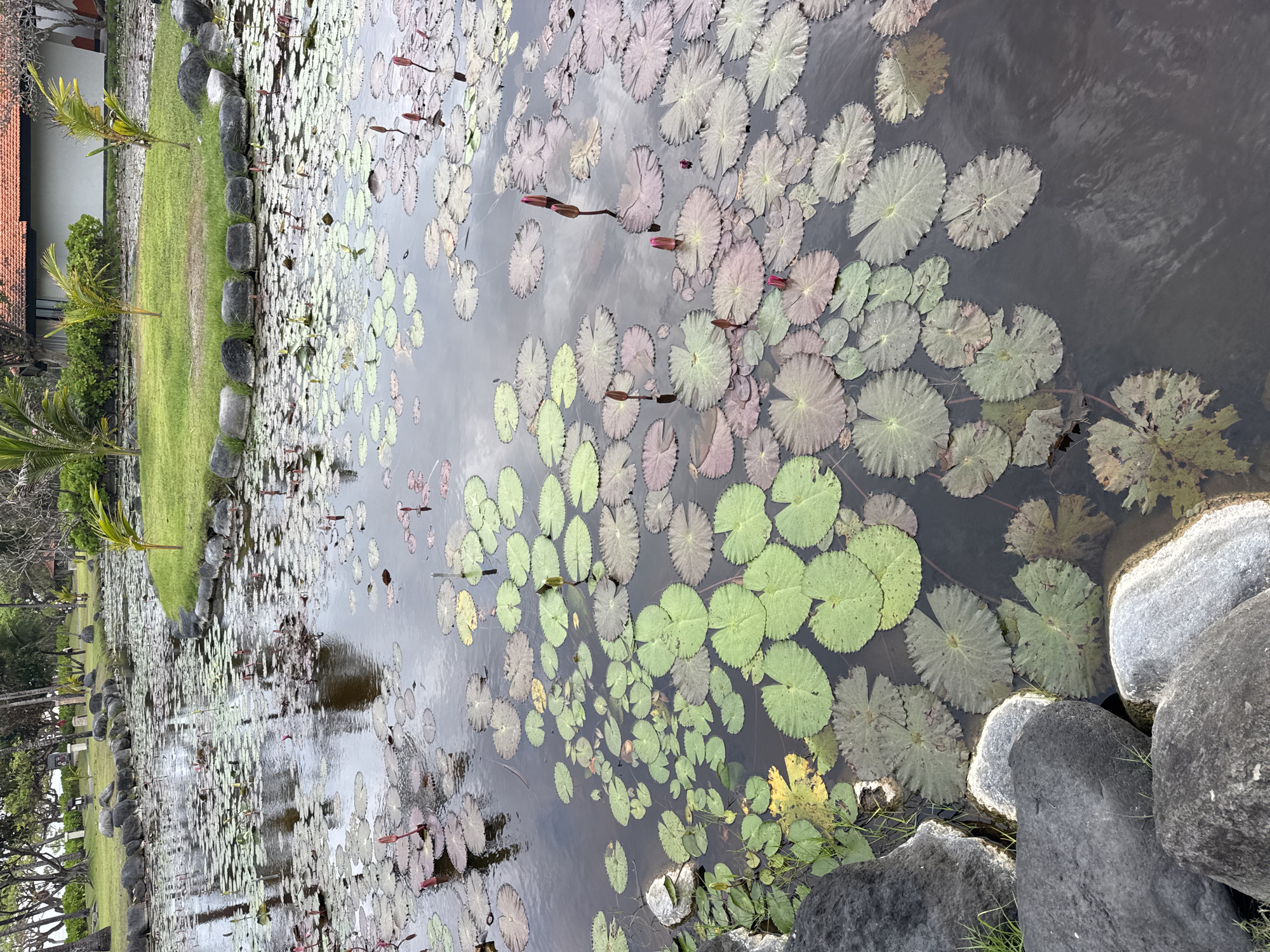 The image shows a tranquil pond filled with numerous water lily pads and several unopened water lily buds in various shades of green and pink. The water's surface reflects the cloudy sky and surrounding greenery, creating a serene atmosphere. Large, smooth grey rocks line the edge of the pond on the left, with a patch of vibrant green grass beyond. In the background, palm trees and a building with a red-tiled roof are visible, suggesting a tropical or resort setting. This scene is located in the city of Kuta Selatan, Indonesia. There are no people or animals visible in the image.