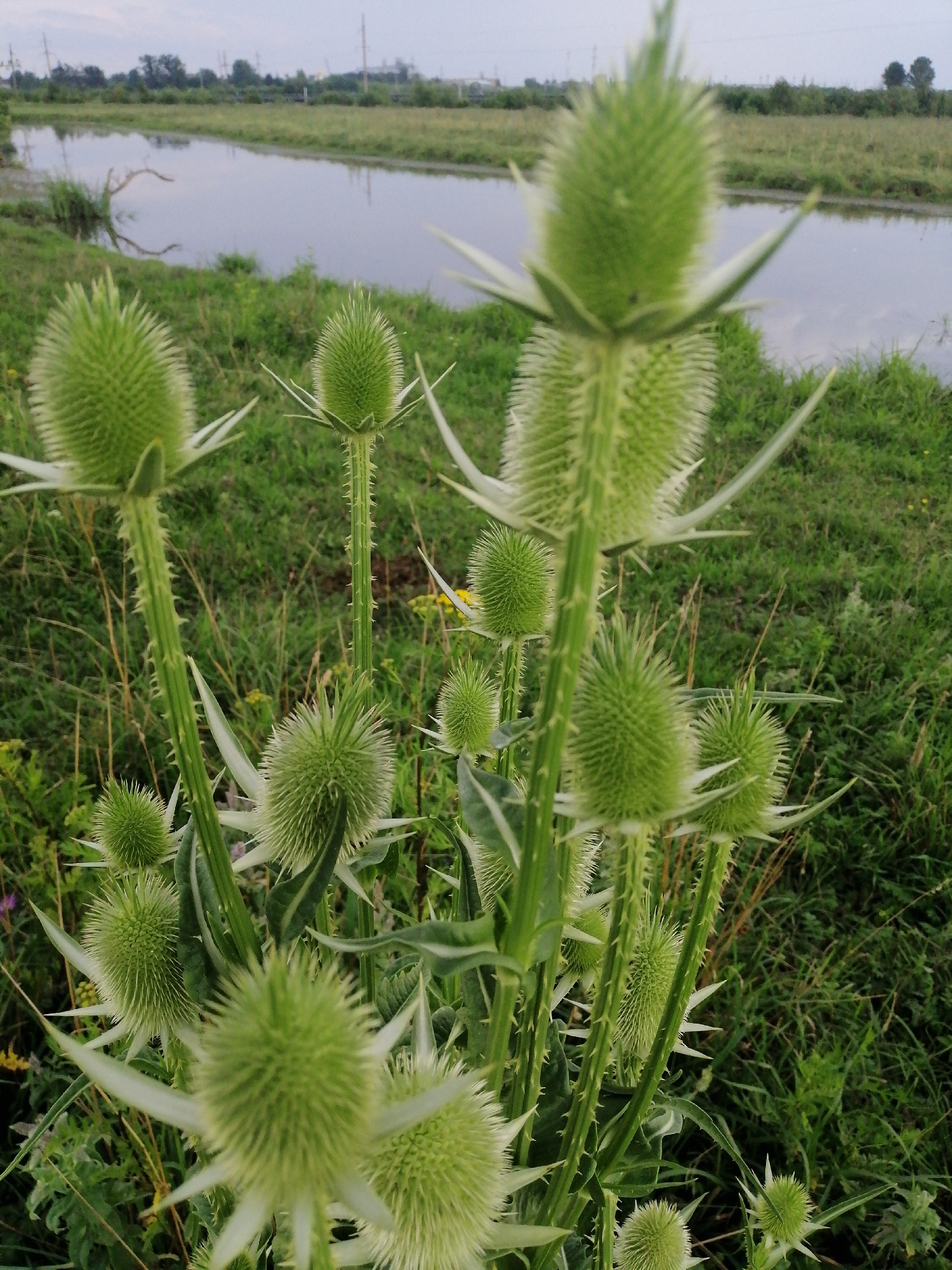 A close-up shot focuses on the spiky heads of wild teasel plants in a field, with a calm body of water in the background. The overcast sky suggests a diffused light. The plants are a vibrant green, with sharp, needle-like bracts forming conical heads, some of which are in bloom or developing. Their tall, spiky stems are visible, indicating their growth habit. The water in the background is still, reflecting the muted colors of the sky and surrounding vegetation. The environment appears natural and slightly wild, with tall grasses and other low-lying plants growing around the teasel. No people are present in the scene.