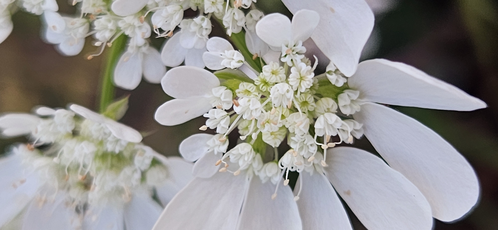 A close-up, vertical, eye-level shot focuses on the intricate details of a white flower, likely located in Momin Prohod, Bulgaria. The flower is in full bloom, with delicate white petals radiating outwards. The center of the flower is a cluster of small, white florets, adorned with thin, light-colored stamens. The background is softly blurred, presenting a mix of muted brown and dark green, suggesting a natural outdoor setting. The lighting is soft, highlighting the delicate textures and structure of the flower. No people or animals are visible in the frame.
