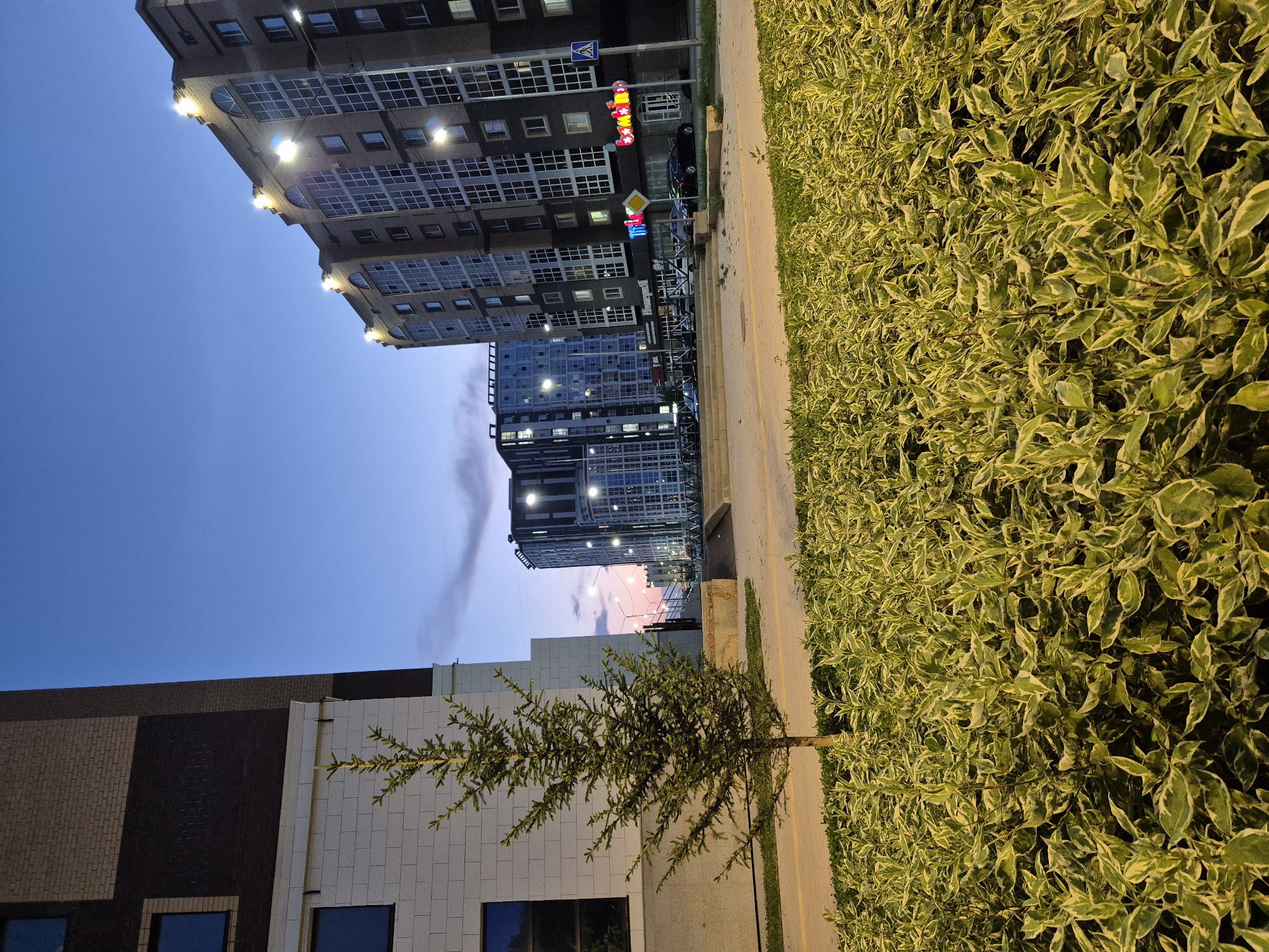 The image shows a street scene in Kokshetau, Kazakhstan at dusk. The foreground is dominated by a dense, low-lying shrubbery with variegated green and white leaves. Behind the shrubbery, a narrow paved walkway runs parallel to a street. A young, sparsely needled evergreen tree stands on the left side of the walkway. Beyond the walkway and street are several multi-story residential buildings. The building closest to the left is a modern apartment complex with dark brown and lighter brick facades and dark-framed windows. To the right of this building are several taller apartment buildings with numerous windows, some illuminated from within. The building on the far right has decorative lights along its upper facade. The sky above is a gradient of deep blue transitioning to a lighter pinkish hue near the horizon, with some wispy clouds. Streetlights are visible, illuminating parts of the scene. Cars are parked along the street in front of the buildings. The overall impression is one of a modern residential area in the early evening.