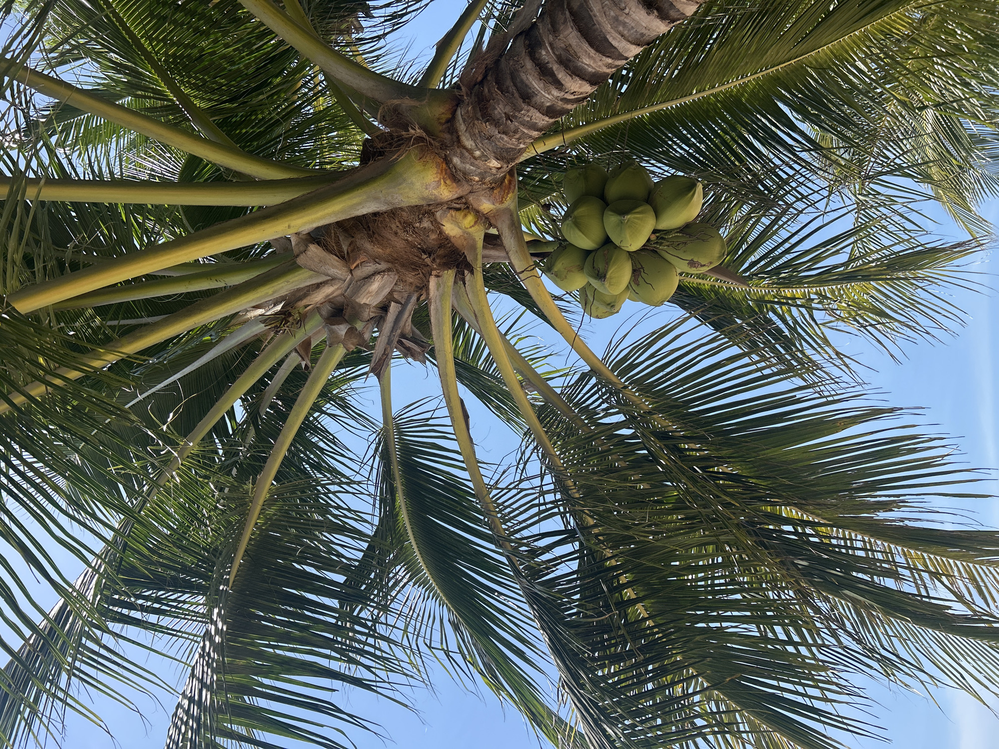 This image shows a close-up, low-angle view of a coconut palm tree against a clear blue sky. A cluster of green coconuts hangs from the trunk. The palm fronds are lush and green, with sunlight filtering through them. The trunk of the palm tree is rough and fibrous. The scene is consistent with a tropical coastal environment. No specific landmarks are visible to pinpoint the exact location within Nam Nha Trang Ward, Vietnam, but the image depicts a typical scene found in such a location.