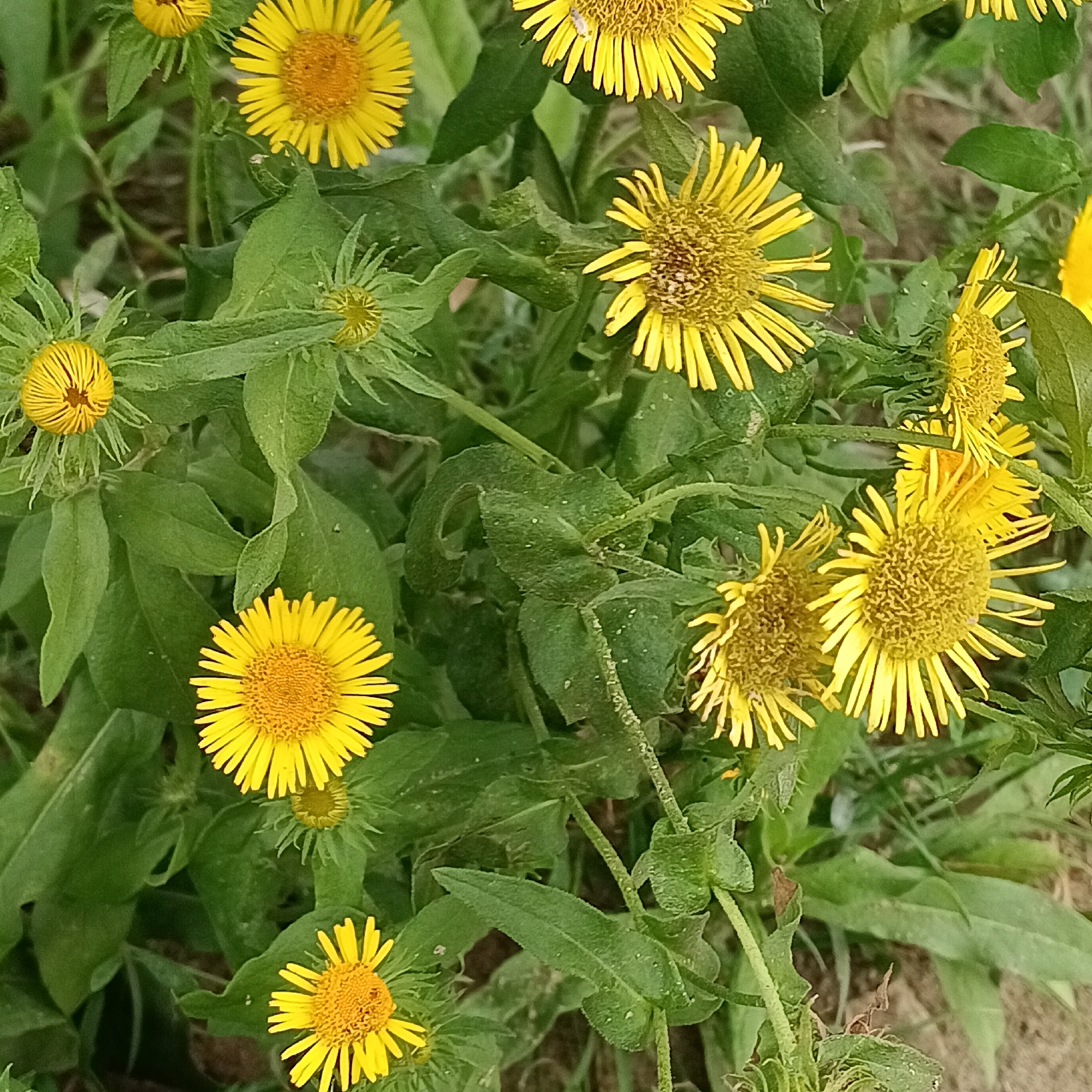 A high-angle, close-up shot showcases a cluster of blooming yellow wildflowers, possibly Inula Britannica, in a natural setting. The flowers, characterized by their bright yellow petals and central disk florets, are scattered throughout the frame, interspersed with lush green foliage and some wilting brown leaves. The background is softly blurred, suggesting a shallow depth of field. The overall impression is one of a vibrant, botanical display. The location is identified as Rozhdestveno, Russia.