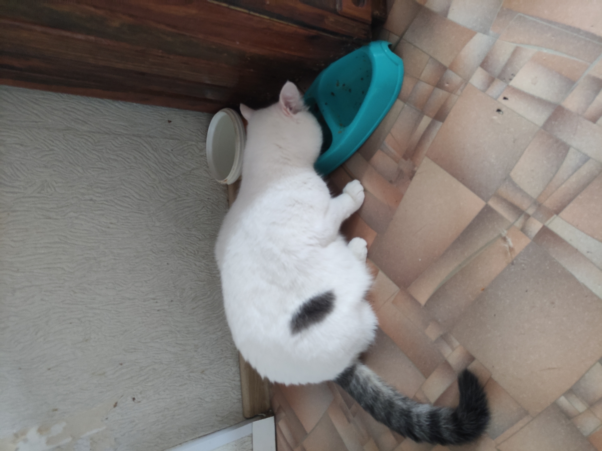 A white cat with a gray tabby tail and a gray patch on its back lies next to a teal pet bowl on a tiled floor. The scene is near a wooden cabinet or door frame. A white plastic lid sits on the floor next to the cat. The specific location in Pavlodar, Kazakhstan, cannot be determined from the image.