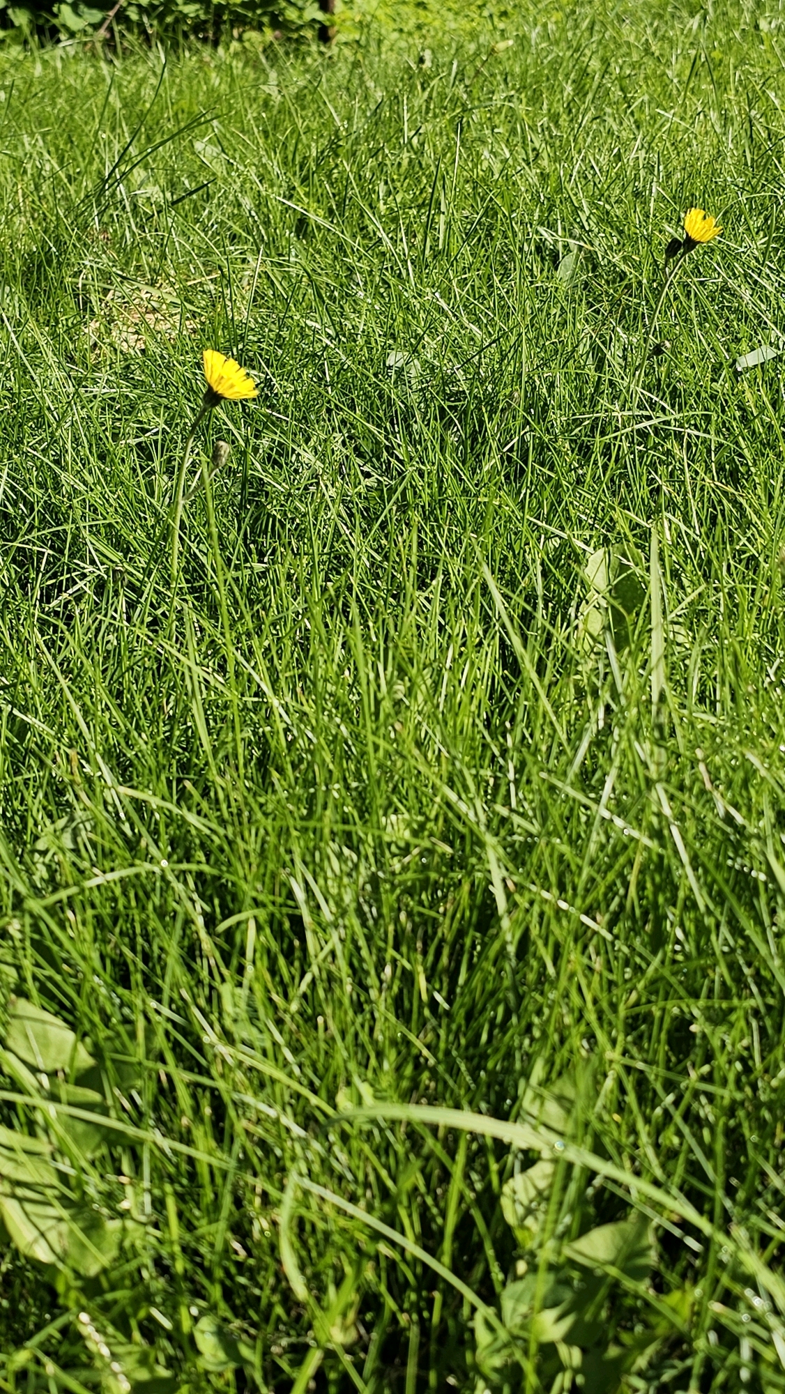 A close-up, eye-level shot showcases a sunlit expanse of lush green grass. Two bright yellow dandelion flowers are visible, one in the left-center and another in the upper-right corner. The grass is densely packed and appears to be growing in a natural setting, likely a lawn or meadow. The lighting suggests it is daytime, with bright sunlight creating subtle shadows and highlights on the blades of grass. The background is a blur of more green grass, indicating a shallow depth of field. The image does not contain any people or discernible man-made structures. The location is identified as Юбилейное Снт, Russia.