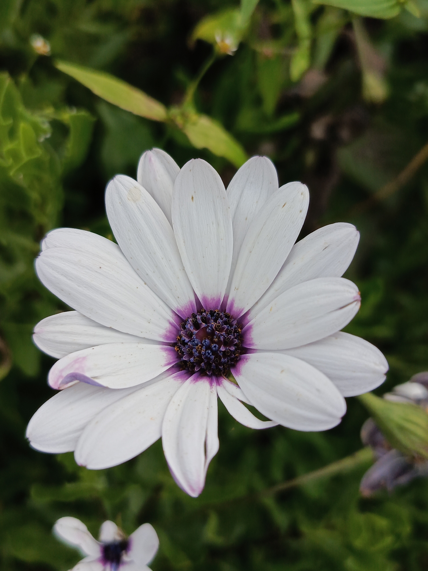 A close-up, overhead shot captures a white daisy with a dark purple center, set against a blurred green background of foliage. The flower's petals are a pure white, with faint purple tips on some. The center of the flower is a dark, almost black, cluster of tiny florets surrounded by a ring of purple. In the background, other green leaves and plants are visible, out of focus, suggesting an outdoor environment. The scene is static, with no visible activity or subjects other than the flower itself. There is no indication of the location being Kauchuk Stantsiya, Russia.