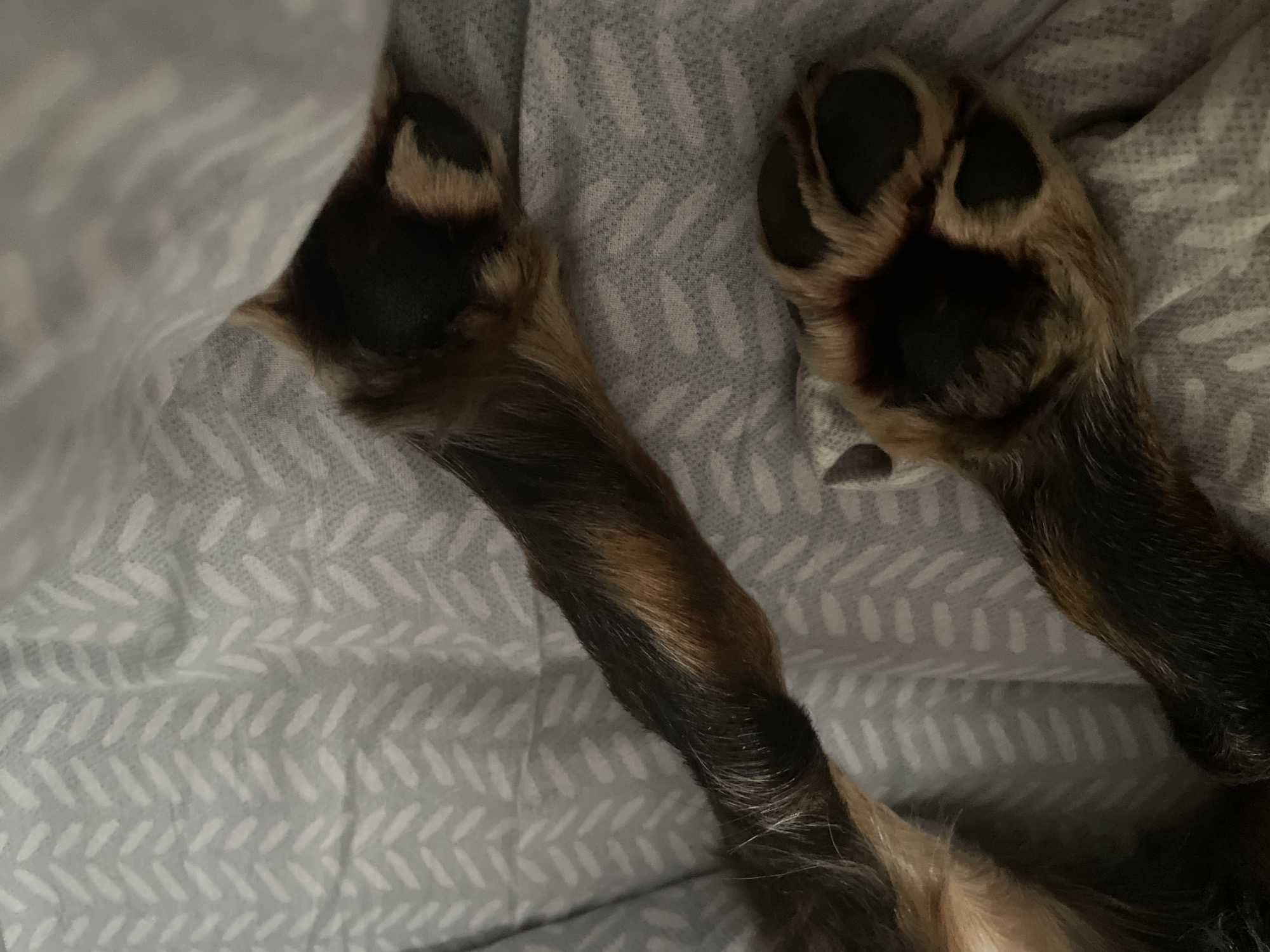 The image shows a close-up of two paws of a dog lying on a grey patterned blanket. The paws are dark brown and tan with visible fur and paw pads. The blanket has a repeating pattern of light grey chevron or herringbone shapes. There is no indication of a city location.