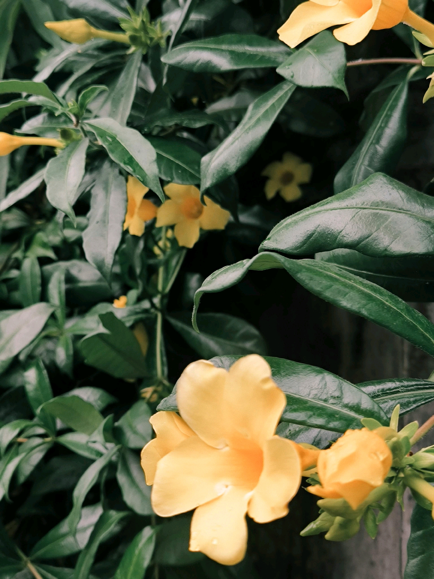 The image captures a close-up view of bright yellow flowers and lush green foliage. The flowers, some fully bloomed and others in bud, are a vibrant yellow and appear to be growing on a vine. The leaves are a deep green, with some showing a slight sheen, possibly from moisture. The background is dark and somewhat out of focus, with hints of more green leaves and a darker, possibly wooden or stone, vertical element on the far right. The scene evokes a natural, garden-like setting. The location information provided suggests this image was taken in Selemadeg, Indonesia, a region known for its natural beauty and agricultural landscapes.