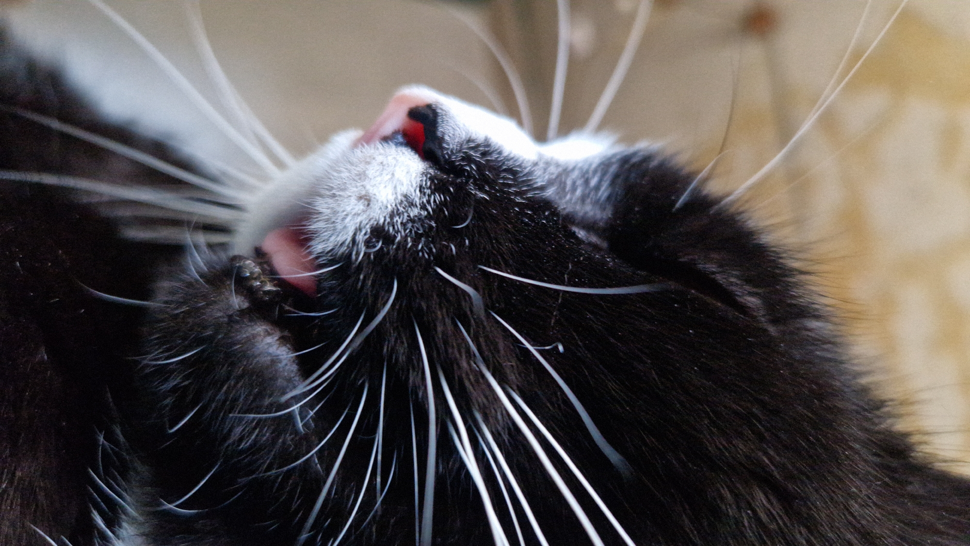 A close-up, side profile shot shows the face of a black and white cat. The cat's fur is predominantly black with white markings on its muzzle and chest. Its whiskers are long and white, fanning out from its face. The cat's mouth is slightly open, revealing a pink tongue and some small dark objects, possibly food debris. The background is out of focus and appears to be a light-colored, textured surface, possibly a wall or wooden paneling. The lighting is soft and natural. There is no indication of a specific location in the city of Riga, Latvia.