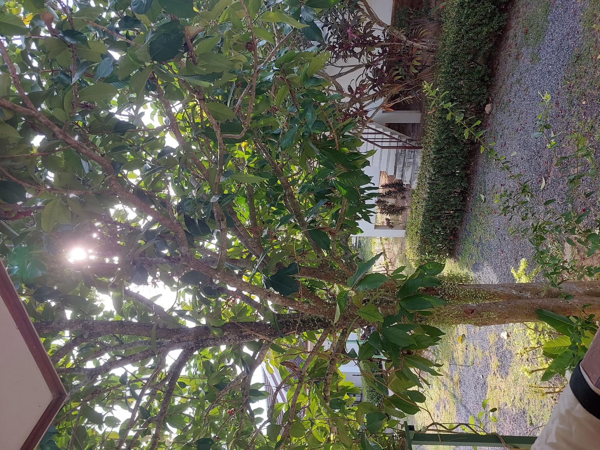 The image shows a tree with lush green leaves and branches, with the sun shining through the foliage, creating a bright lens flare. In the background, there is a building with white walls and a light-colored roof, and a set of stairs leading up to it. There is also a neatly trimmed green hedge and a gravel pathway. The scene appears to be outdoors in a tranquil setting, possibly a garden or a resort. The location is specified as Baan Mae Nam, Thailand.