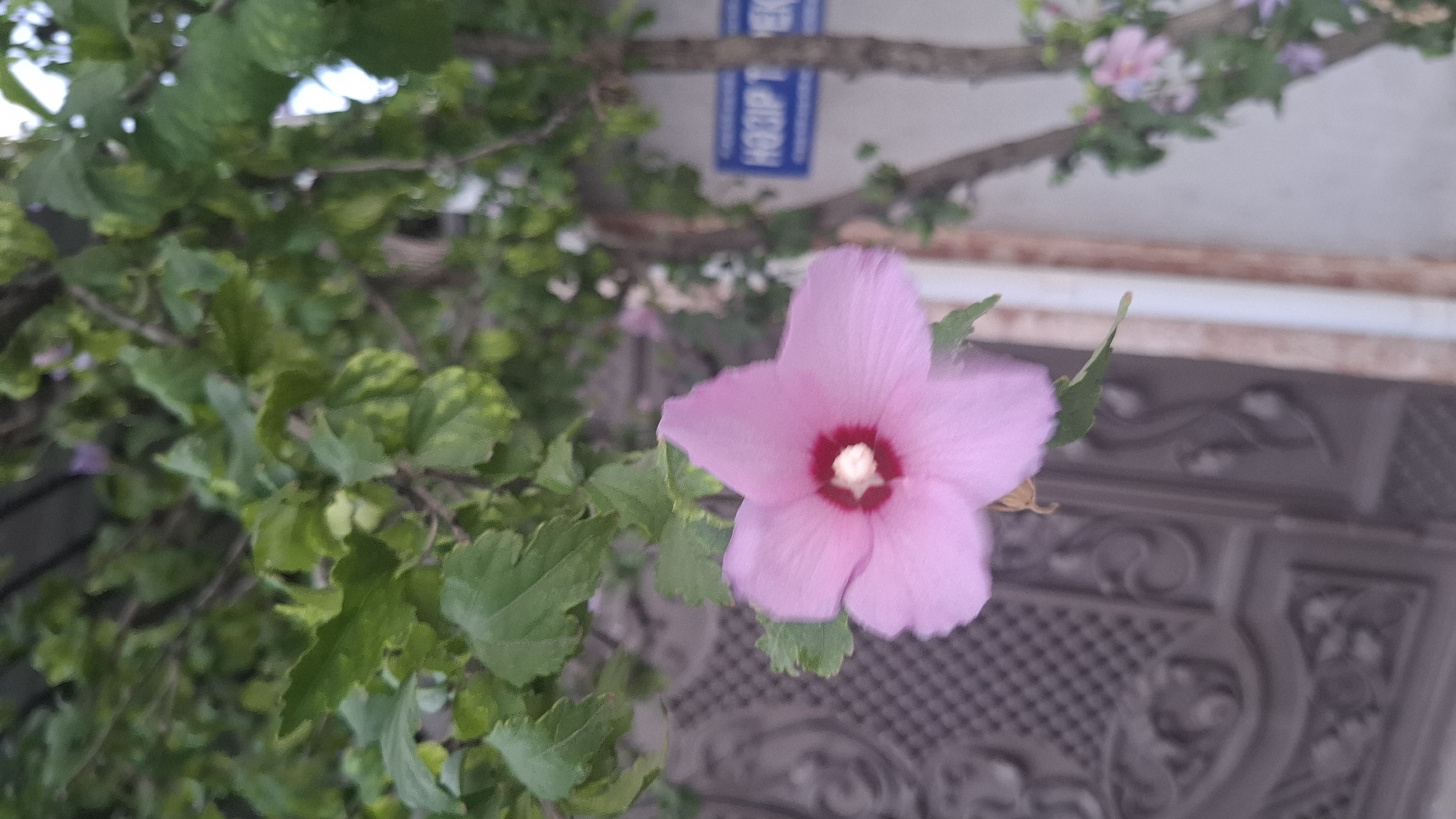 A single, pale pink hibiscus flower with a deep red center and white stamen is in focus, positioned on the left side of the frame. The flower is surrounded by green foliage, with some leaves showing yellowing. Behind the flower, a dark, ornate gate or door is visible, textured with a repeating diamond pattern and decorative swirls. To the right of the flower, a tree trunk with branches and more greenery is present. A blue street sign with white lettering, appearing to read "HOOP T EK", is mounted on the trunk. The background is blurred, with hints of other pink flowers on the right side of the tree. The scene suggests an outdoor setting, potentially a garden or residential area, in Shymkent, Kazakhstan.