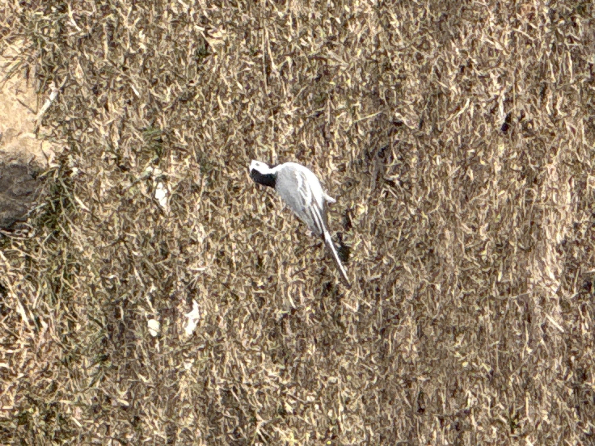 A white wagtail (Motacilla alba) bird is seen on the ground covered with dry grass and vegetation. The photograph was taken in Tyulyuk, Russia.