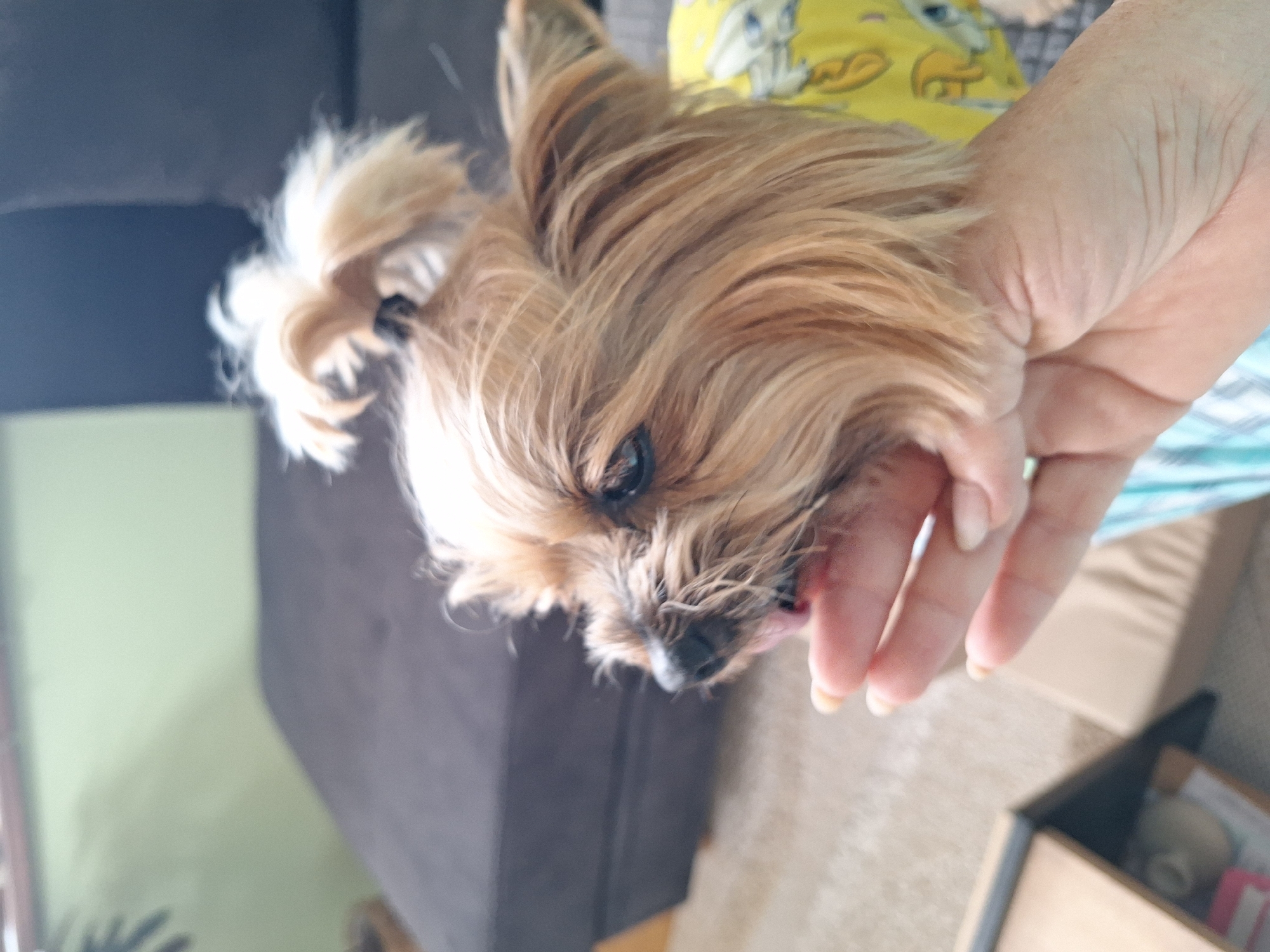 A dog with light brown fur is being held in a person's hand. The dog has a small ponytail on its head. The person is wearing a light yellow shirt with a cartoon print, and their hand is in the foreground. The background includes a gray couch and a light-colored surface with a cardboard box. The location is not specified in the image.