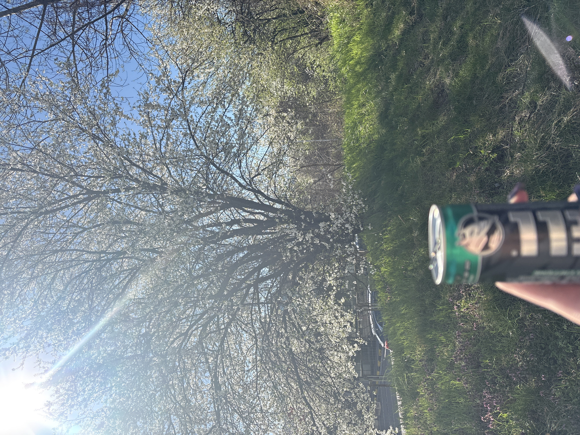 The image shows a view of a flowering tree with white blossoms against a blue sky, possibly a plum or cherry tree, with bright sunlight filtering through the branches. Adjacent to the tree is a patch of green grass and some purple wildflowers. In the foreground, a person is holding a dark-colored can with a green top. The can appears to be a drink container. The setting is outdoors, and based on the background architecture, it could potentially be located in Sofia, Bulgaria, although specific landmarks are not clearly visible.