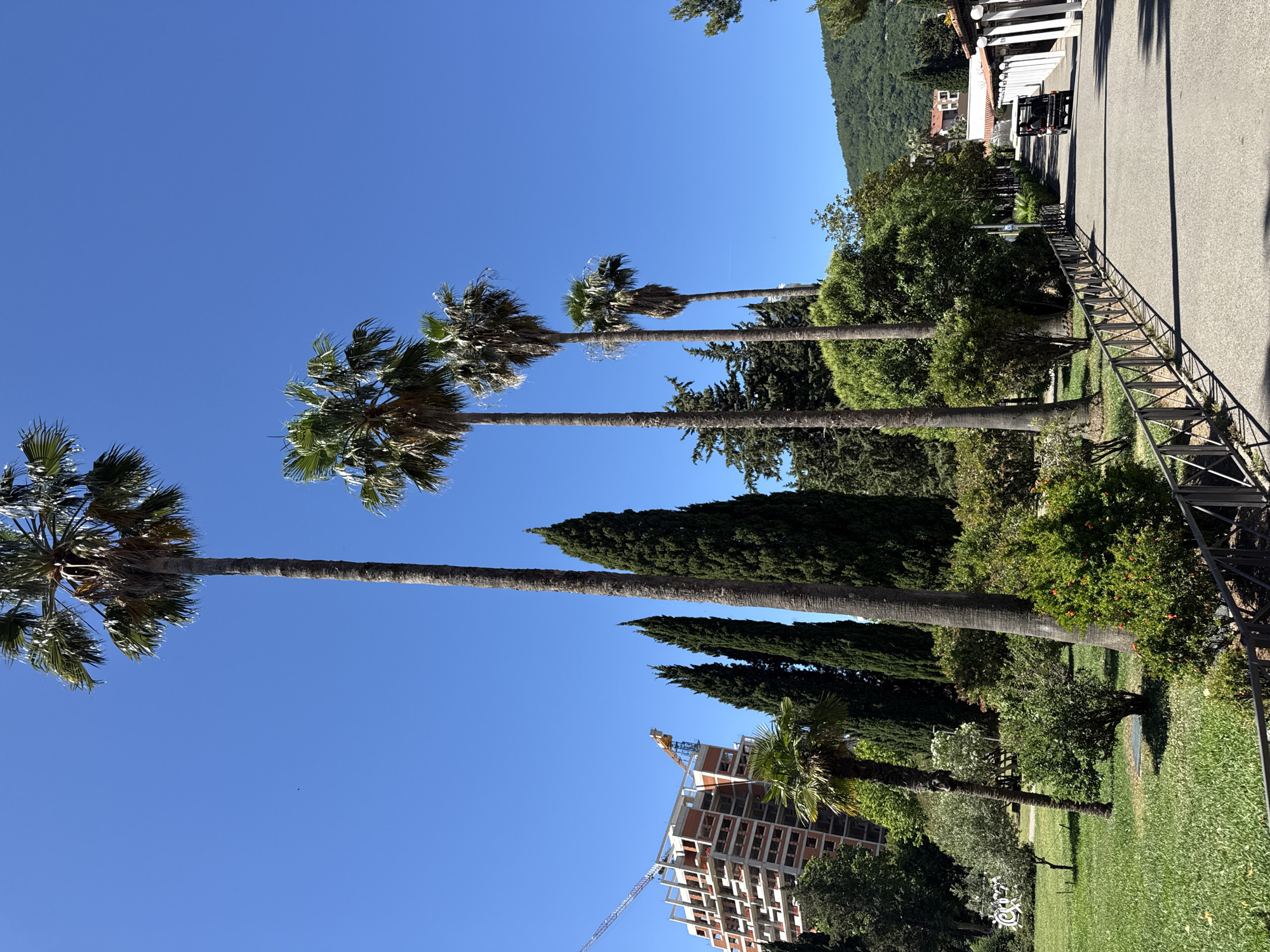 The image shows a view in Budva, Montenegro. The sky is clear blue, with a line of tall palm trees dominating the left side of the frame. These palm trees are in a park setting, with grass and other trees visible. A modern building under construction can be seen in the lower left corner. On the right side of the image is a paved road with a metal fence running along the edge of the park. The presence of mountains in the background indicates the surrounding geographical landscape. There are no people visible in the shot.