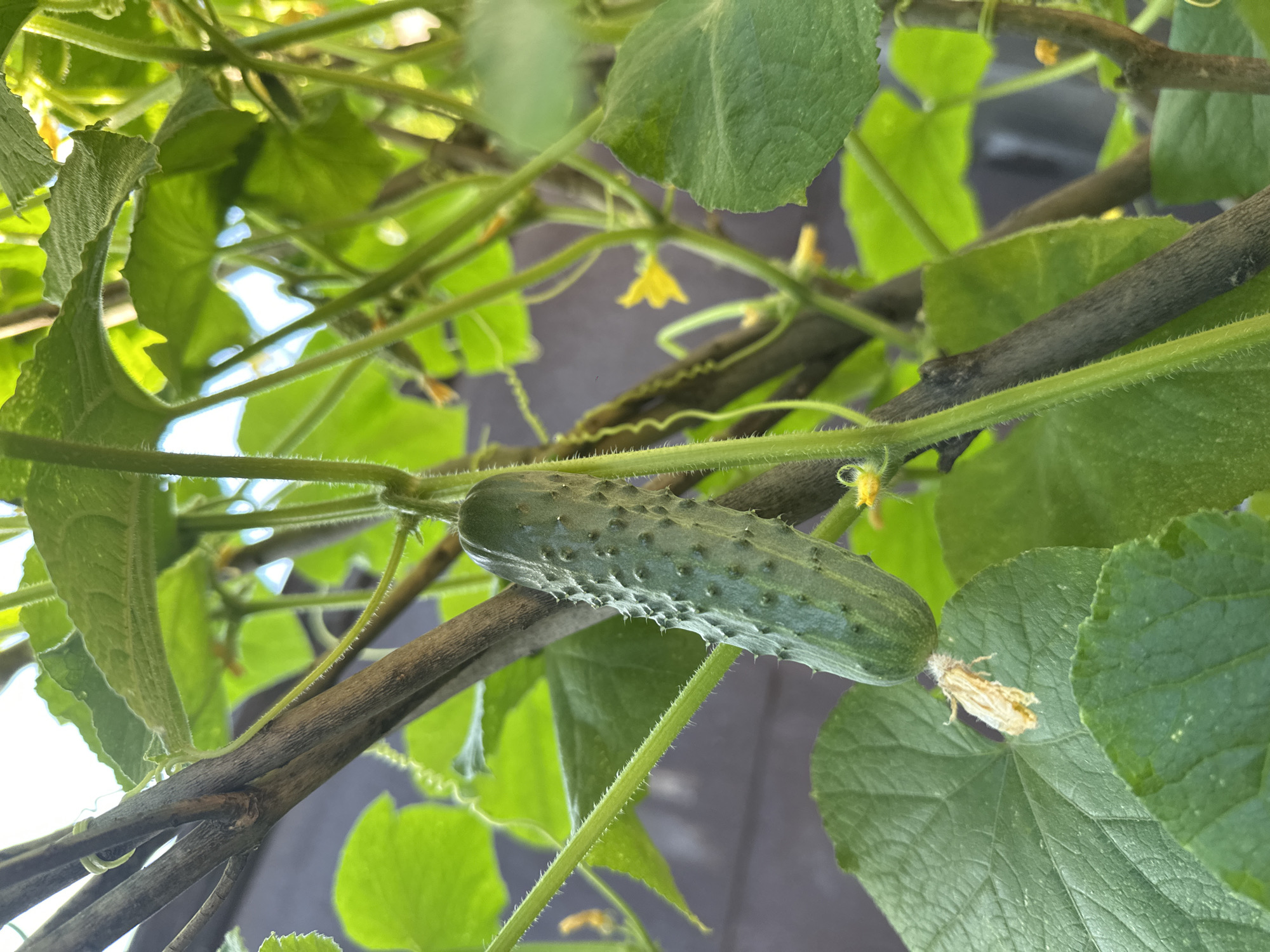 The image shows a young cucumber growing on a vine. The cucumber is green with visible spines and is hanging downwards. The vine is supported by a wooden stake and surrounded by lush green leaves and small yellow flowers. The background is blurred, showing hints of a fence and sky. The image appears to be taken outdoors in a garden setting. The location in the city of Biysk, Russia is not evident from the image itself.