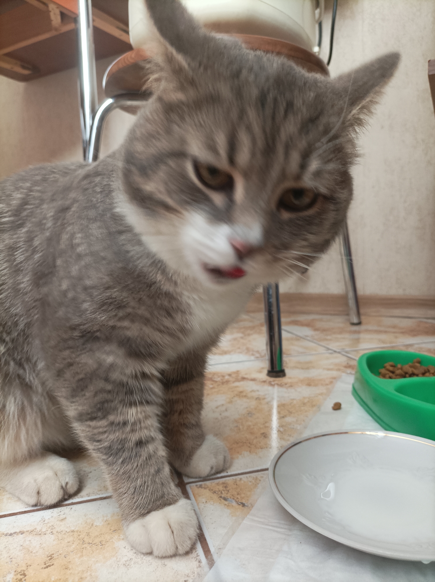 A domestic cat, appearing to be a grey mackerel tabby with white chest, paws, and muzzle, sits on a light-colored tiled floor with visible grout lines. The cat is positioned in the lower-left quadrant of the frame, facing slightly to the right with its head tilted downward. Its eyes, which appear amber or brown, are narrowed, and its pink nose is visible. Its mouth is slightly open, revealing a small portion of a pink tongue extended. To the right of the cat, a bright green plastic dual-compartment pet bowl contains dry brown kibble in one section. A small, white ceramic plate with a gold rim rests on a crumpled white paper napkin or towel to the right of the cat's front paws, showing a single water droplet. One piece of kibble is visible on the tile floor between the cat and the white plate. In the background, chrome-plated metal legs of a piece of furniture (likely a chair or table) are visible, along with the underside of a light-colored wooden or laminate surface and a plain, light-colored wall with subtle texture. The precise geographic location, specifically the city of Semyonov, Russia, cannot be determined from the visual information presented in the image.