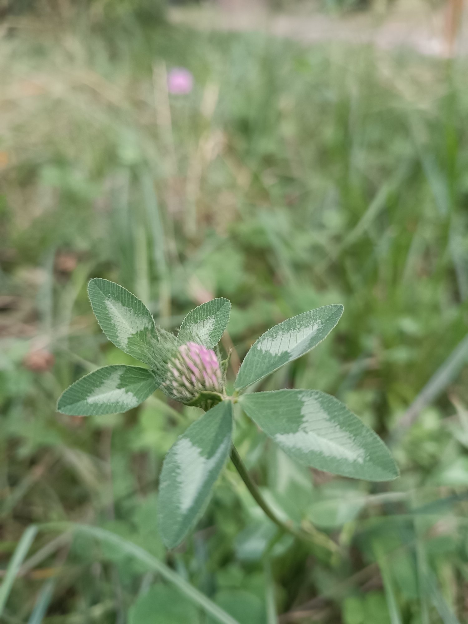 A close-up, slightly blurred photograph captures a five-leafed clover with a small, pink flower bud in the center, set against a background of green grass. The clover is the primary subject, with its detailed leaves and emerging flower clearly visible. The surrounding environment is a natural, grassy area, suggesting an outdoor setting in Myrza-Ake, Kyrgyzstan. The image composition is focused on the clover, with the background softly out of focus, drawing the viewer's attention to the plant. There are no people or visible human activity in the scene.