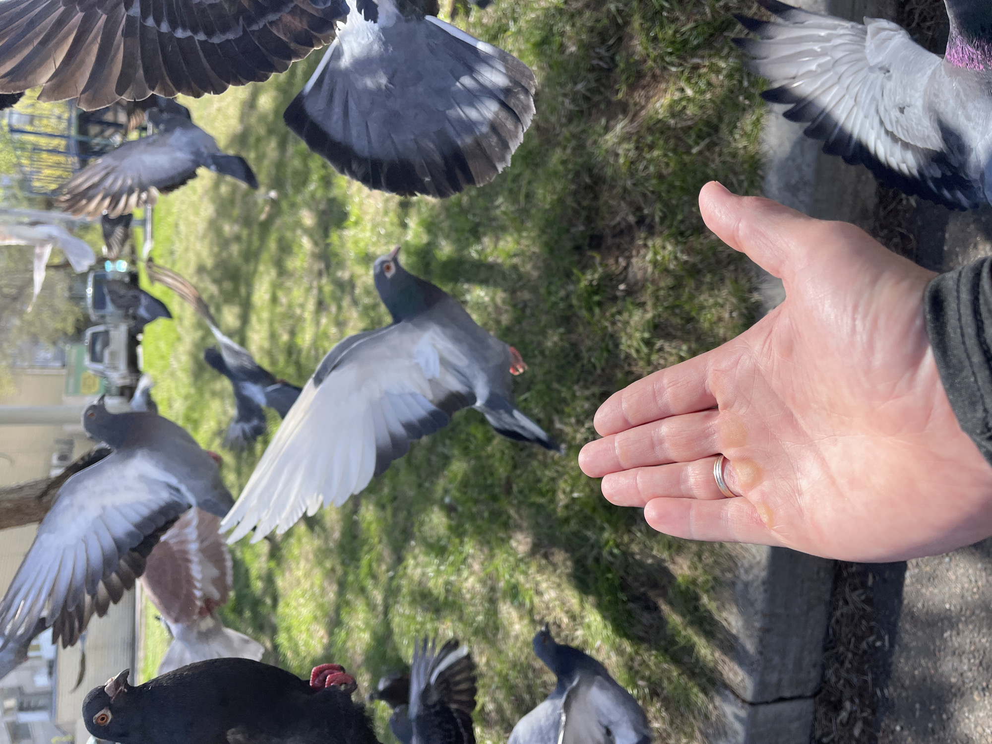 A hand with a silver ring is extended with food or crumbs in the palm. Multiple pigeons are flying around the hand and also standing on the ground near the hand. The background is grassy with patches of sunlight.
