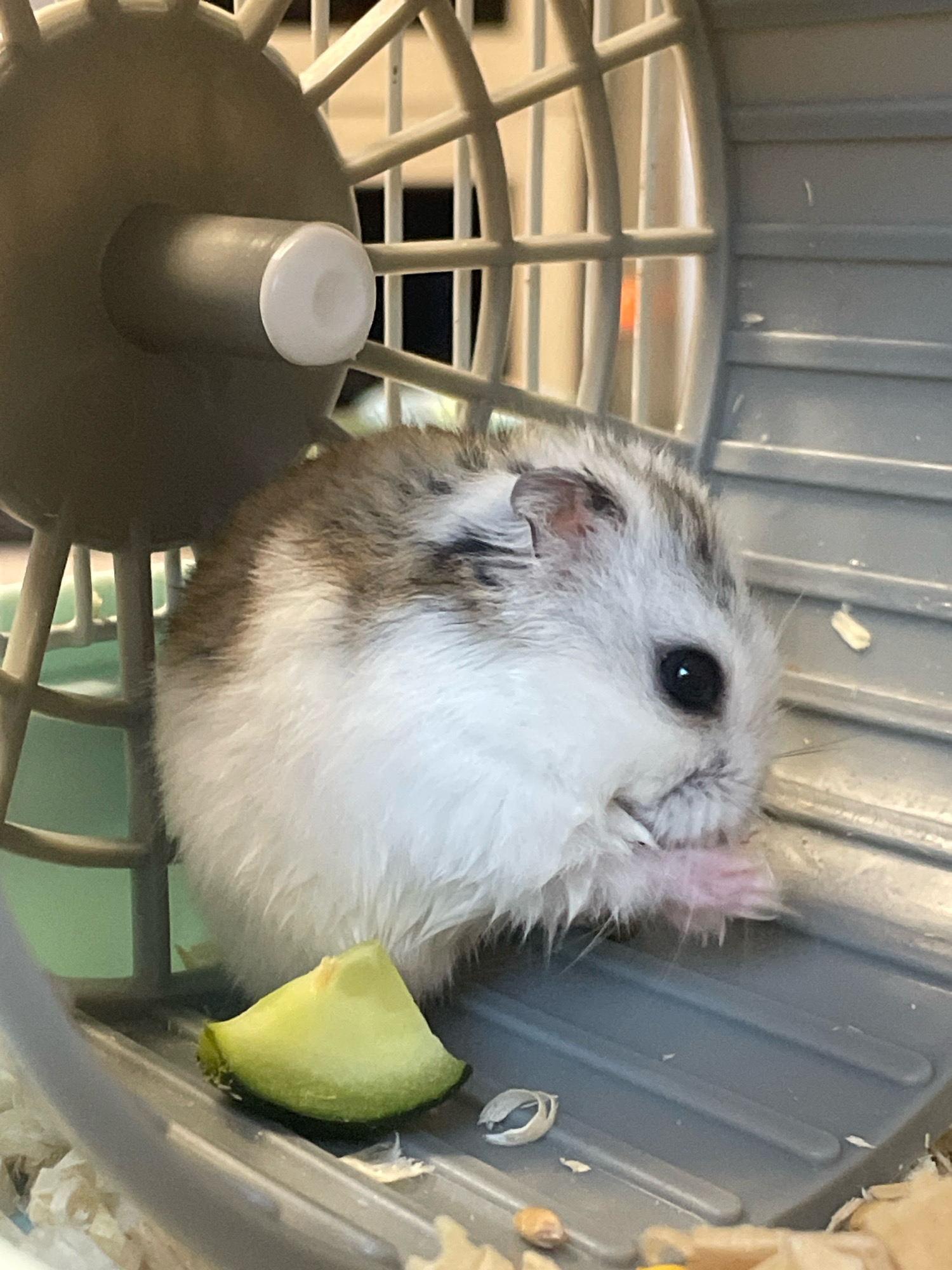 A close-up, eye-level, slightly high-angle shot shows a dwarf hamster in a cage. The hamster, with white and grey fur, is positioned on the right side of the frame, facing right. It is nibbling on a small piece of green food with its paws. To the left of the hamster, a slice of green food rests on a grey, ribbed surface. Behind the hamster, a portion of a plastic hamster wheel is visible, its spokes and central support with a white cap. The environment appears to be indoors, with the cage resting on a surface covered in wood shavings. The lighting is bright, suggesting a well-lit indoor space. No people are present in the image. There is no information available about the specific location of Baranovka, Russia.