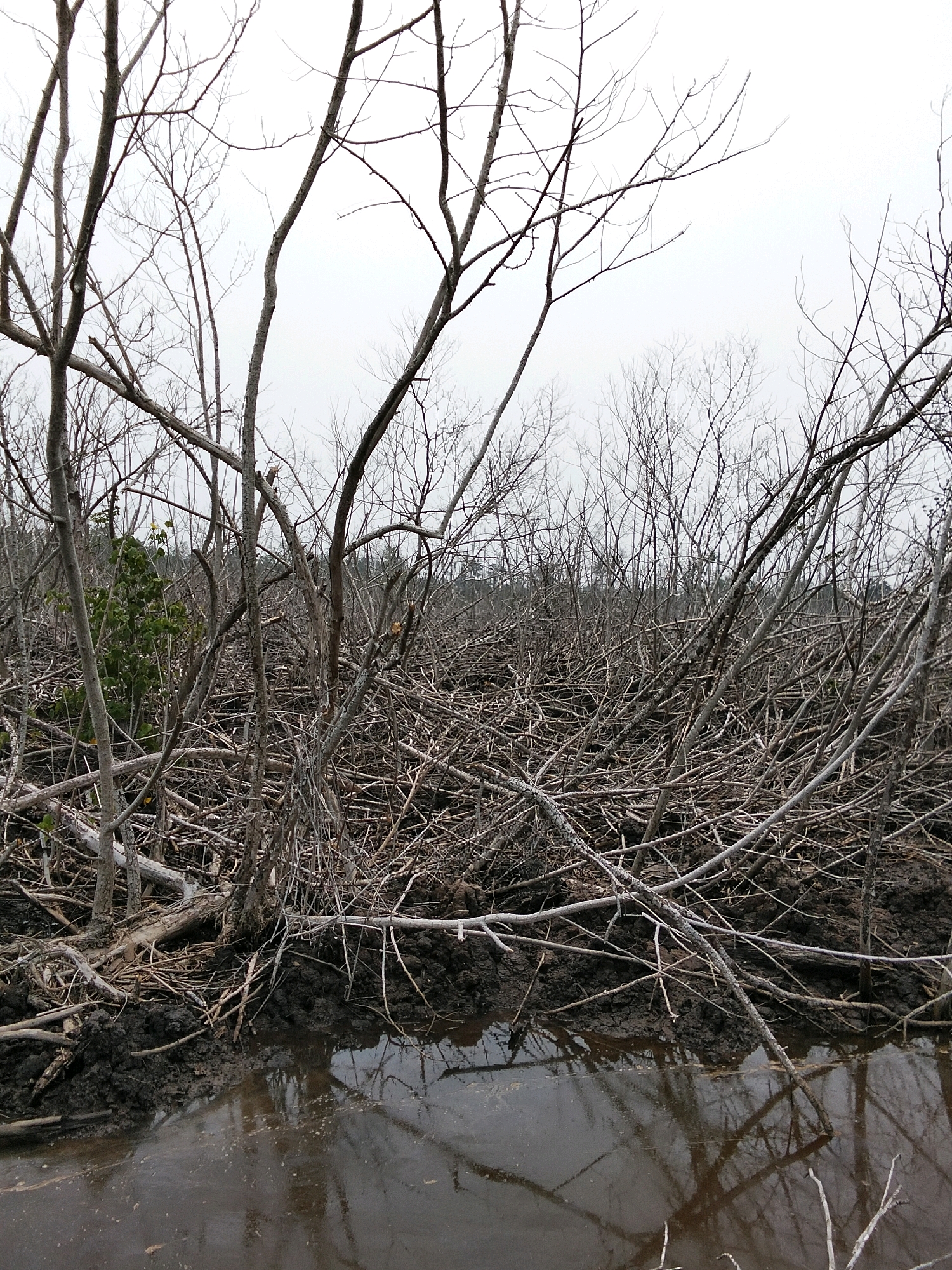 A dense thicket of leafless trees and branches fills the frame, with some branches reaching towards a pale, overcast sky. The ground beneath the trees appears to be muddy, with a pool of dark, reflective water in the foreground. The water reflects the tangled branches and the dull sky. The scene conveys a sense of desolation and is consistent with a natural wetland or marshland environment in the city of Teluk Pambang, Indonesia, likely during a season when the trees are dormant.